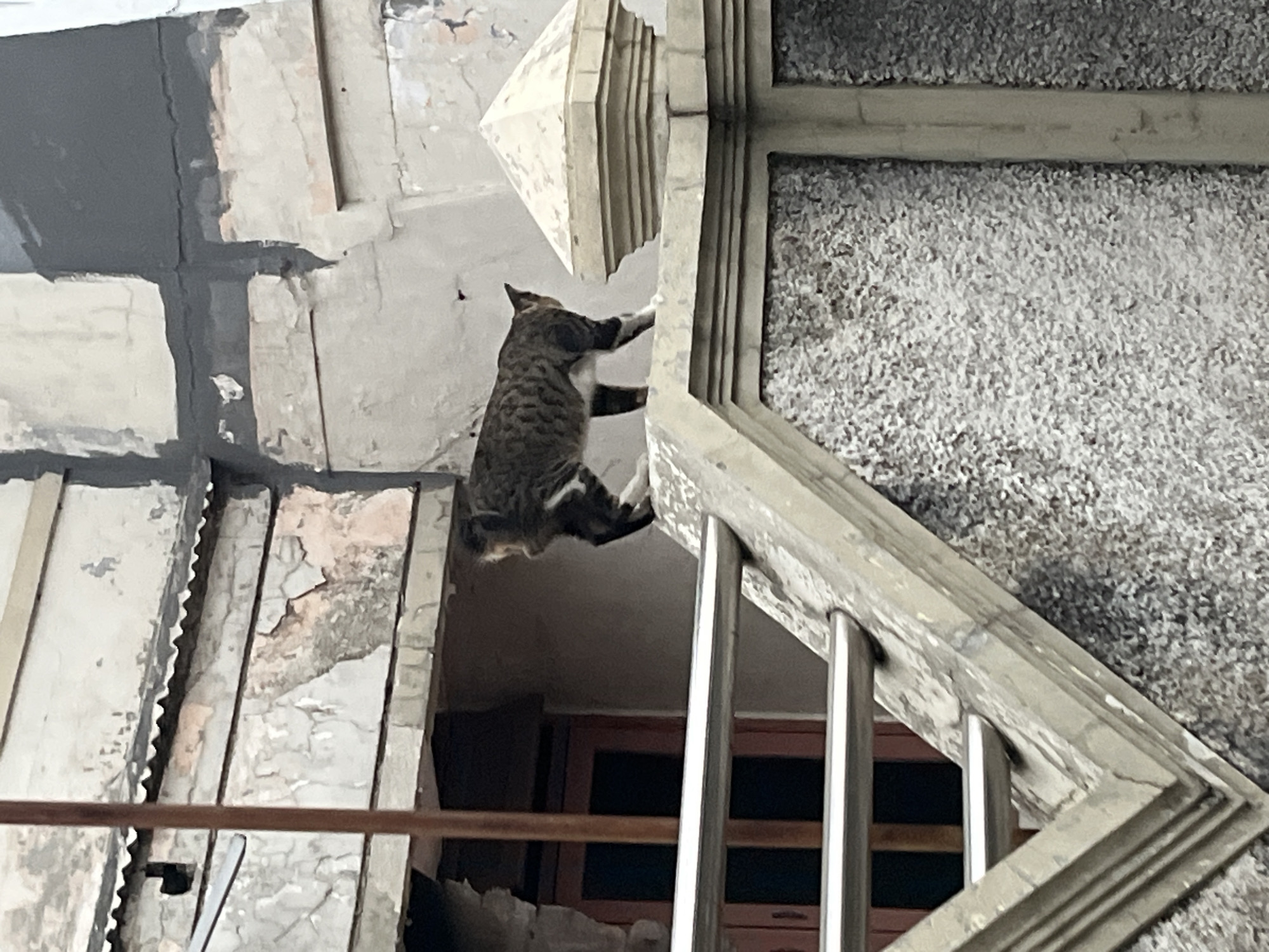 A tabby cat walks along a textured concrete wall in an urban environment. The cat has black, brown, and white markings. The wall is topped with a decorative concrete cap, and behind it, a building with peeling paint and some dark grey patching is visible. A wooden door with a glass pane is also seen in the background. Metal railings run along the side of the wall in the foreground. The scene appears to be outdoors during the daytime, with overcast lighting conditions.