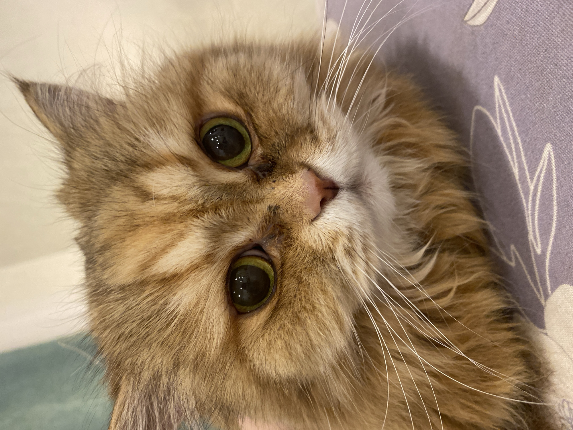 A close-up, head-shot portrait of a long-haired domestic cat is depicted, located in Kazan, Russia. The cat's fur displays a predominant golden-brown and ginger coloration, interspersed with lighter cream-colored patches and faint darker tabby-like stripes on the forehead and around the eyes. Both eyes feature large, dark, circular pupils surrounded by vibrant green irises, reflecting multiple distinct points of light. Minor dark staining or discoloration is present in the fur around the inner corners of both eyes. The nose is small, pink, and triangular. The muzzle and chin are covered in white fur, from which numerous long, white whiskers extend outwards. The tips of the cat's ears are partially visible at the top edges of the frame. The cat is situated on a lavender-colored fabric surface that exhibits subtle white embroidered patterns. The background behind the cat's head is blurred, transitioning from a light greenish-blue tint on the left to an off-white hue on the right. No human subjects, explicit actions, or interactions are observable.