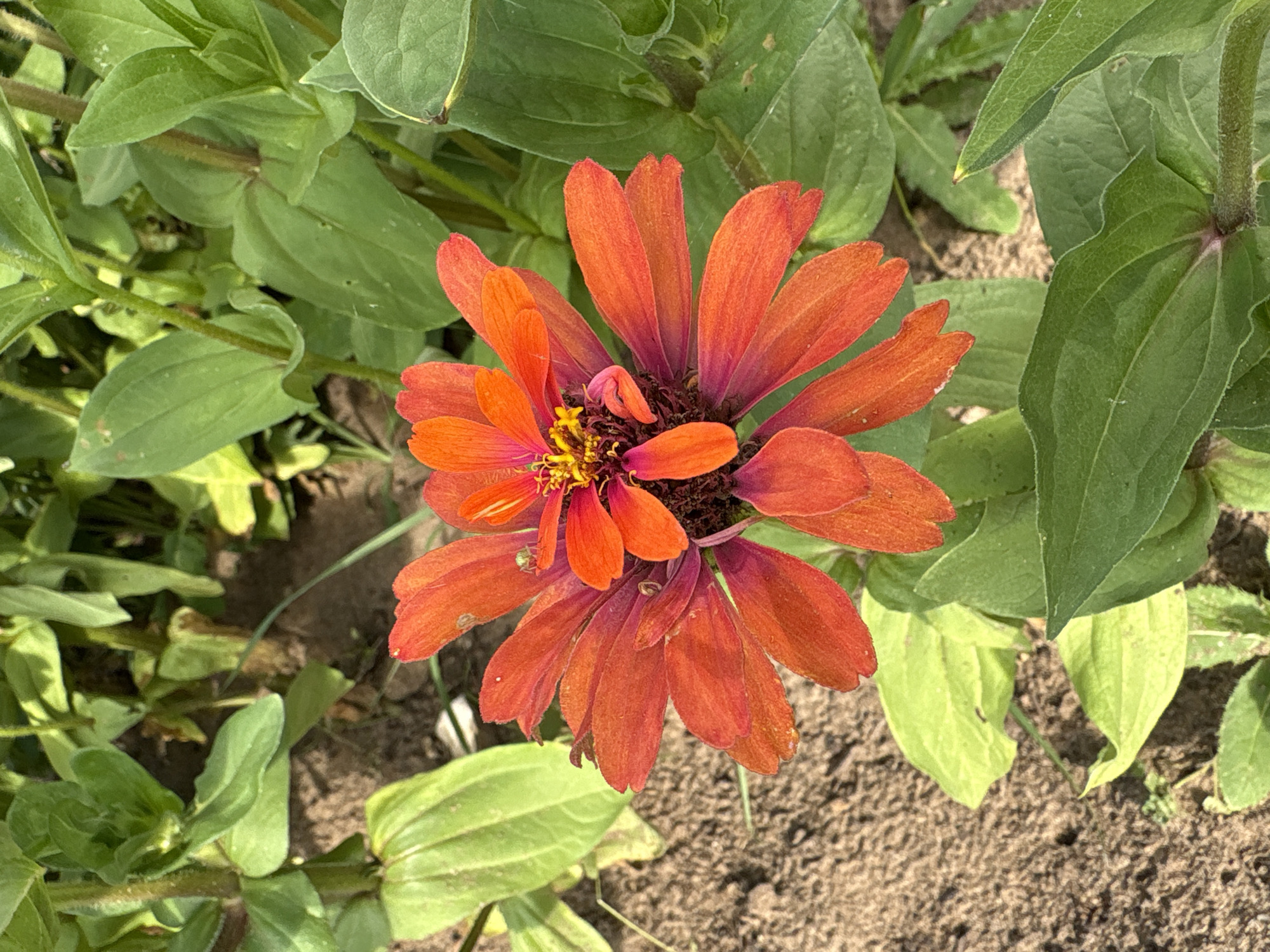 A close-up shot focuses on a vibrant orange Zinnia flower blooming amidst lush green foliage. The flower, with its many petals, displays a gradient of color, ranging from deep orange at the base to a brighter hue towards the tips. The center of the flower features a cluster of yellow stamens. A tiny green insect is visible on one of the petals, adding a touch of life to the scene. The background is composed of soft-focus green leaves and the brown earth, suggesting a garden or natural setting. The image is likely taken in the city of Большелуг, Russia, given the provided context.