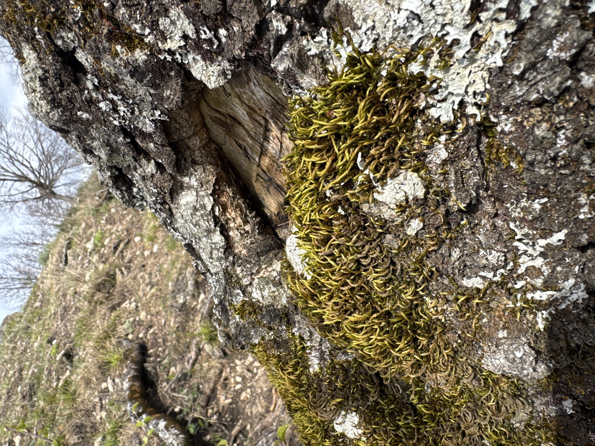 This close-up image captures a tree trunk covered extensively in moss and lichen, viewed from a tilted perspective. The tree bark displays a rugged texture, with shades of dark brown, grey, and white. A large patch of vibrant, yellowish-green moss, appearing thick and curly, dominates the right side of the trunk, with some sections showing browner, drier growth. Numerous greyish-white lichens, ranging from crusty to foliose forms, are visible on both the bark and interspersed within the moss.
A vertical split in the tree reveals lighter-colored, fibrous wood with distinct grain patterns within the crevice. In the background, the ground slopes downwards, covered in dry, light brown and faded green grass and fallen leaves. Further back, a bare deciduous tree with a network of fine branches is silhouetted against a bright, possibly overcast, sky.
The lighting is soft and diffused, indicating daytime without harsh shadows. The presence of dry ground foliage and a bare tree suggests either late winter, early spring, or late autumn. No people or specific events are depicted, and no text is visible. The scene is a detailed natural landscape, consistent with an outdoor environment in Pavlovka, Russia.
