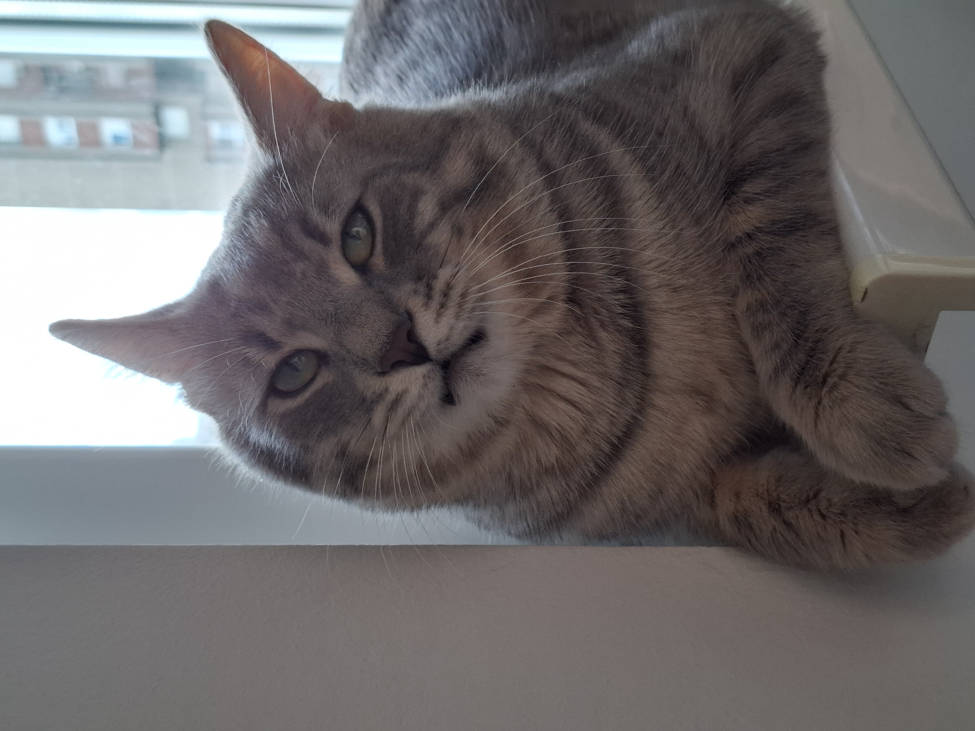 A gray tabby cat lies on a white windowsill. The cat is positioned close to the window with a partial view of an urban scene. The background includes a building with multiple windows, indicative of an apartment complex. The cat is relaxed, with its paws tucked underneath its body.
The image doesn't provide enough information to determine if it originates from the city of Novi Sad, Serbia, or any specific location.