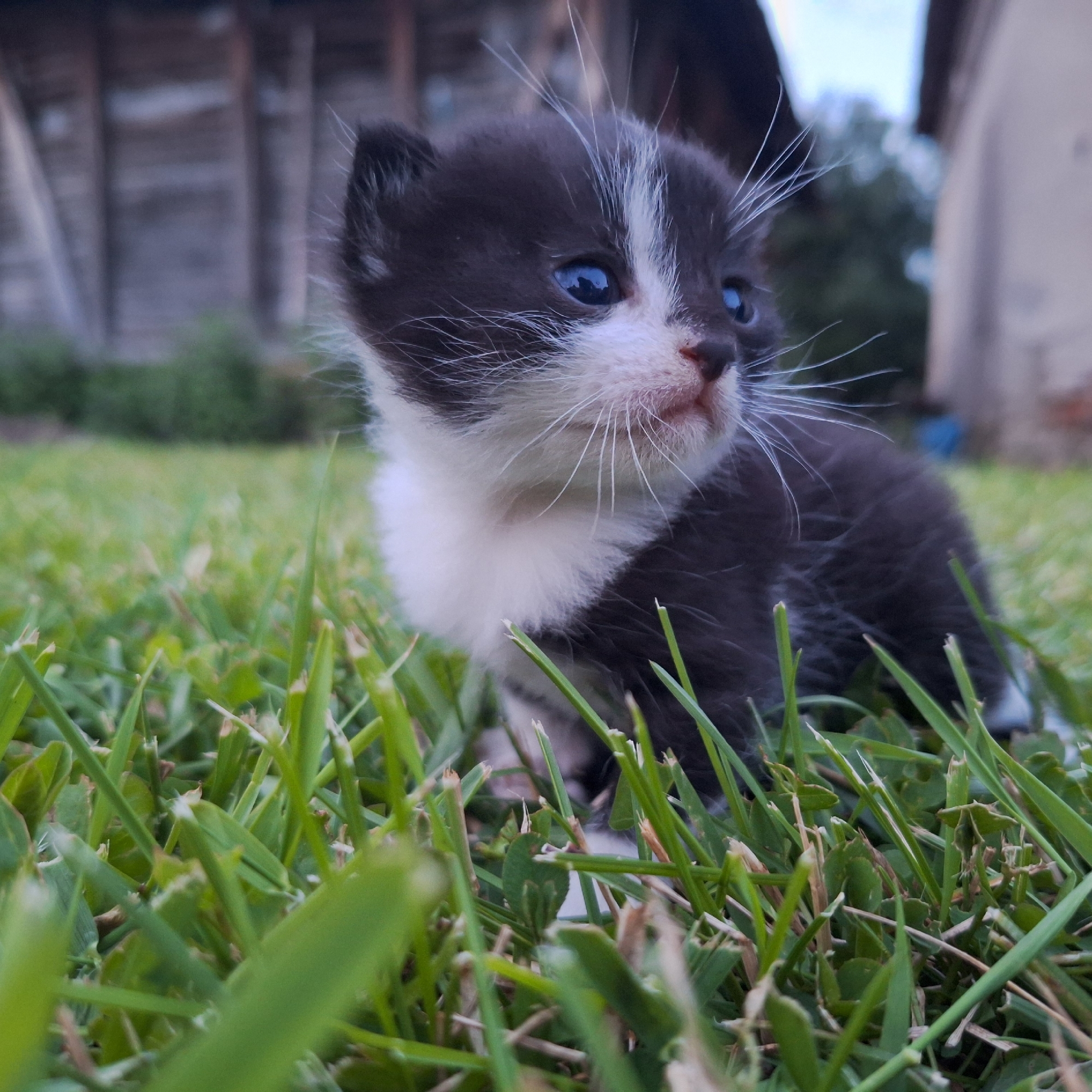 A small, black and white tuxedo kitten is the central subject of this close-up outdoor photograph. The kitten is captured from a low perspective, sitting or crouching amongst lush green grass that occupies the foreground and mid-ground, creating a natural, soft bed. Its fur is primarily black, covering its ears, the top of its head, back, and sides. A prominent white blaze extends up its nose and forehead, continuing to a white muzzle and chest, creating a striking contrast. The kitten features captivating, wide-open blue eyes that gaze slightly to its right, conveying a sense of curiosity and youthful alertness. Delicate, long white whiskers fan out from its muzzle, and its small ears are held erect.
The background is intentionally blurred, demonstrating a shallow depth of field that keeps the kitten in sharp focus. Faint, indistinct outlines of rustic wooden structures or buildings can be discerned in the background, suggesting a rural or semi-rural environment, fitting for Staropatitsa, Bulgaria. The lighting is soft and natural, indicating daytime, possibly during the softer hours of early morning or late afternoon, as there are no harsh shadows. The overall scene evokes a feeling of innocence and charm, capturing the young kitten in a moment of quiet observation within its outdoor surroundings. No visible text is present in the image.
