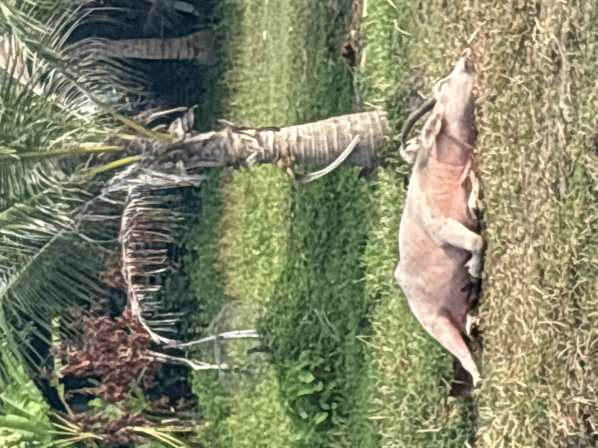 A blurry, rotated, outdoor scene features a small palm tree to the left, lying sideways on grass. To the right, an animal, possibly a goat or calf, also lies sideways on the grass, with its legs folded. The scene is poorly defined, and further details are unclear. The location is บ้านบางรักษ์, Thailand.