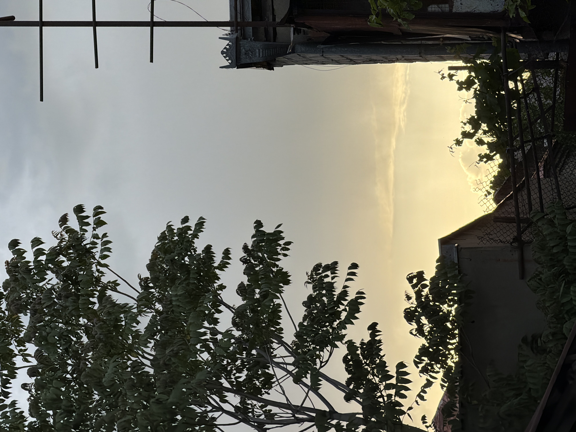 The image shows a view between buildings in Tbilisi, Georgia, at what appears to be dusk or dawn. The scene is oriented vertically. In the foreground, tree branches with dense foliage are visible, silhouetted against the sky. In the upper part of the image, two buildings frame a view of the sky, which is light yellow. A metal structure and wire run above, while a metal fence is to the right of the frame. Vegetation grows along the fence. The buildings themselves appear old and are partially obscured by greenery.