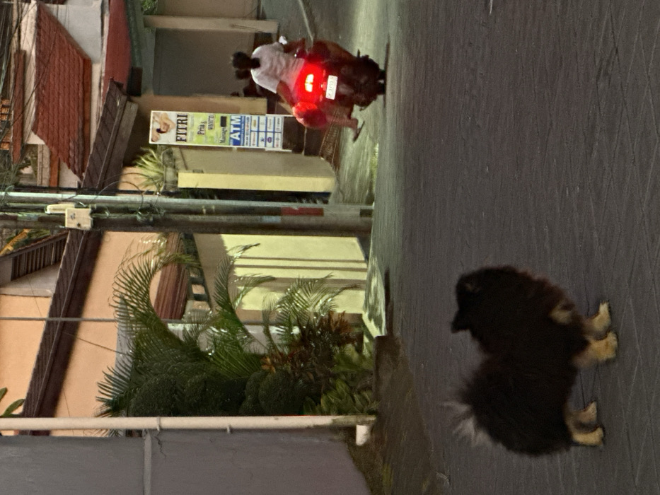 In Dalung, Indonesia, an outdoor scene is depicted under low ambient light, suggesting evening or early morning, with visible artificial illumination. In the foreground, a small, fluffy dog with predominantly dark brown/black fur and tan/cream-colored paws stands on a paved surface, facing towards the right. In the midground, two individuals are riding a black scooter away from the viewer on a paved road. The lead rider, wearing a white t-shirt and flip-flops, has dark hair tied back. A passenger is seated behind, wearing red shorts and flip-flops. The scooter's red taillight is illuminated. To the right of the road, a light-colored building displays a vertical sign for "FITRI," which lists services including "Pria & Wanita" (Men & Women), "Massage," and "ATM." A utility pole with various wires and a small white box is positioned near this building. The background consists of residential or commercial structures with light-colored walls and prominent red tiled roofs, interspersed with dense green tropical foliage, including large palm fronds.