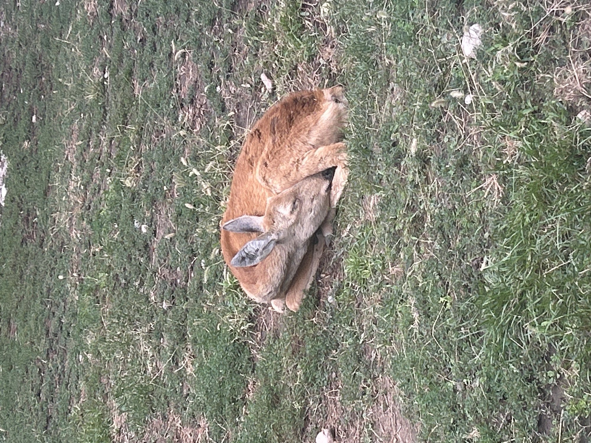 A young deer with tan fur is sleeping curled up on a grassy field. The deer's head is tucked into its body, and its eyes are closed. The grass around the deer is a mix of green and dry blades, with some patches of bare earth visible. There are a few small stones scattered in the grass. The image is taken from a slightly elevated angle, looking down on the deer. The location is unknown, and no information is provided about Almaty, Kazakhstan.