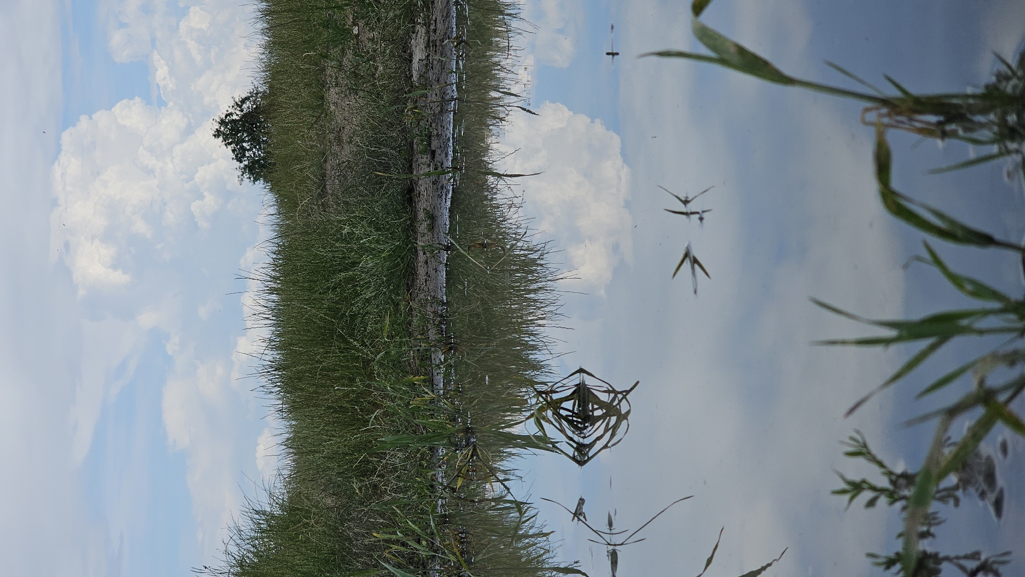 The image captures a serene natural landscape, likely in Karavelovo, Bulgaria, featuring a calm body of water bordered by a grassy bank under a clear sky. The photo is oriented such that the bank and sky are on the left side, and the water and its reflections dominate the right.
When viewed correctly (rotated 90 degrees counter-clockwise), the upper half of the scene presents a bright, light blue sky adorned with large, fluffy white cumulus clouds. A few tiny, dark specks, possibly birds, are visible high in the sky.
The left side of the image features a lush, green bank densely covered with tall grasses and reeds, extending along the water's edge. A small, dark green tree stands further back on this bank, silhouetted against the sky. The immediate shoreline appears to be a strip of darker earth or mud.
The right side of the frame is filled with the tranquil surface of the water, which acts as a mirror, perfectly reflecting the blue sky and white clouds above. Several green blades of grass or reeds protrude from the water in the foreground, especially towards the bottom right. On the water's surface, several small insects, possibly water striders, are distinctly visible, casting sharp, angular reflections that resemble 'V' shapes. Additionally, some submerged or floating aquatic vegetation creates dark, intricate patterns against the reflected sky.
The scene conveys a sense of peacefulness and natural beauty on a clear, bright day. There is no visible human activity or text within the image.