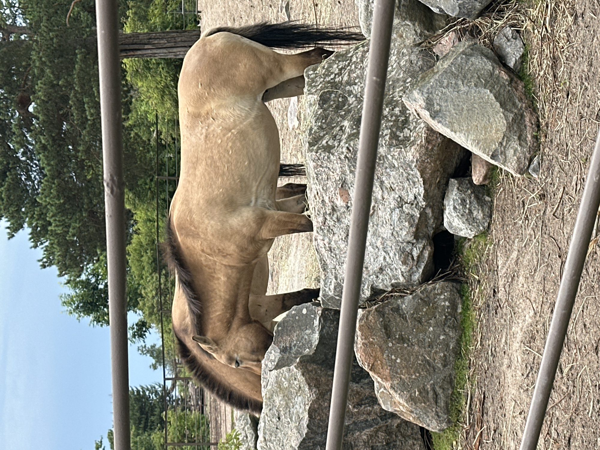 Two Przewalski's horses, identifiable by their dun-colored coats, dark manes, and erect dorsal stripes, are positioned behind a metal barrier, partially obscured by large rocks. One horse is facing left, with its head down, seemingly grazing or investigating the ground near the rocks. The other horse stands to its right, also with its head lowered, its body positioned such that its hindquarters are more visible. The environment appears to be an outdoor enclosure, possibly a zoo or wildlife park, with a backdrop of trees and a cloudy sky. The ground is a mix of dirt, dry vegetation, and patches of green grass.
