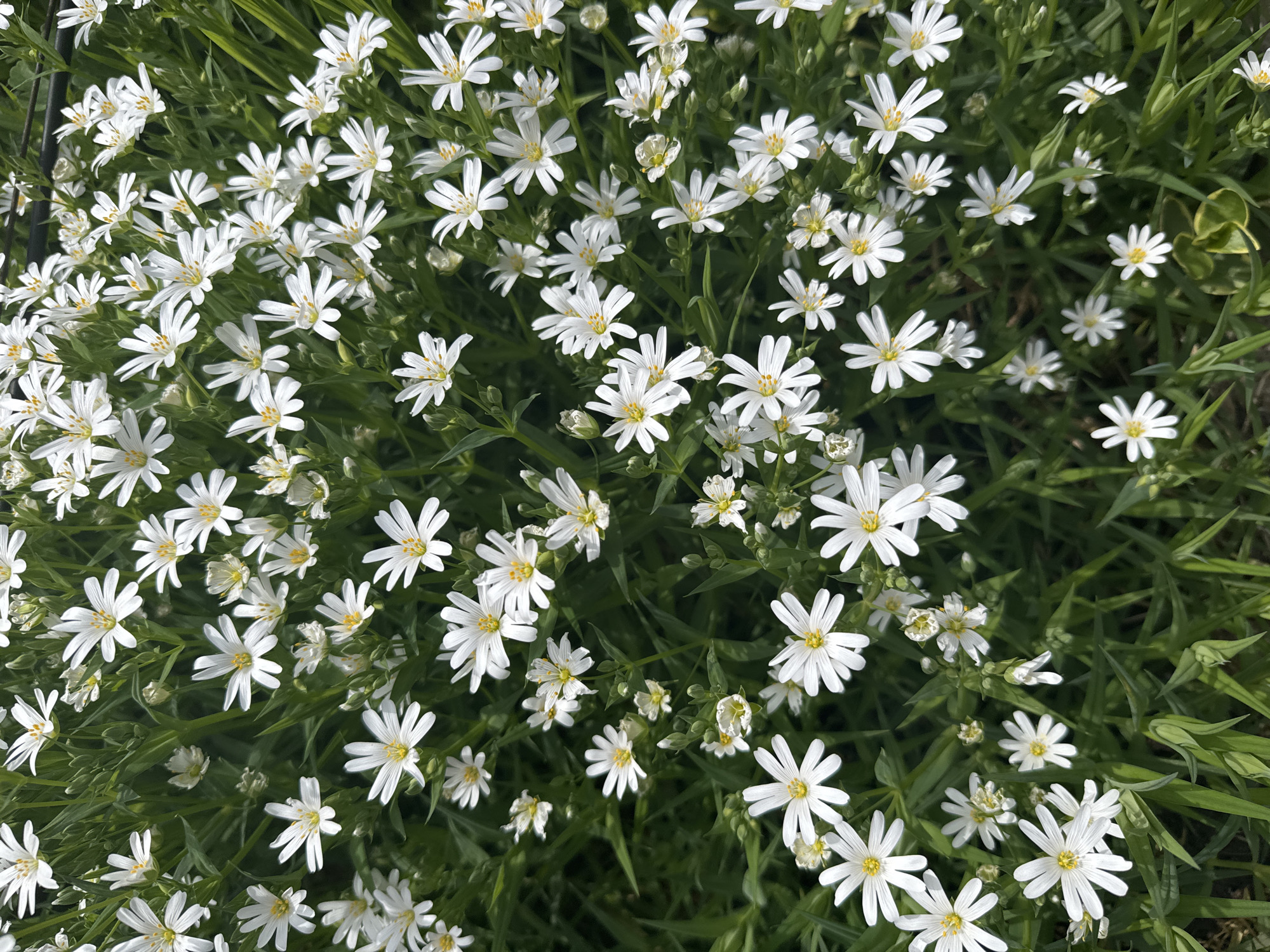 The image shows a dense patch of white flowers with yellow centers, possibly Starwort (Stellaria), growing among green foliage. The close proximity of the flowers suggests a ground cover planting. The background foliage is predominantly green and grassy. The overall scene is outdoors, and natural lighting is evident. The location is not identifiable as Sofia, Bulgaria based on the visual content alone.