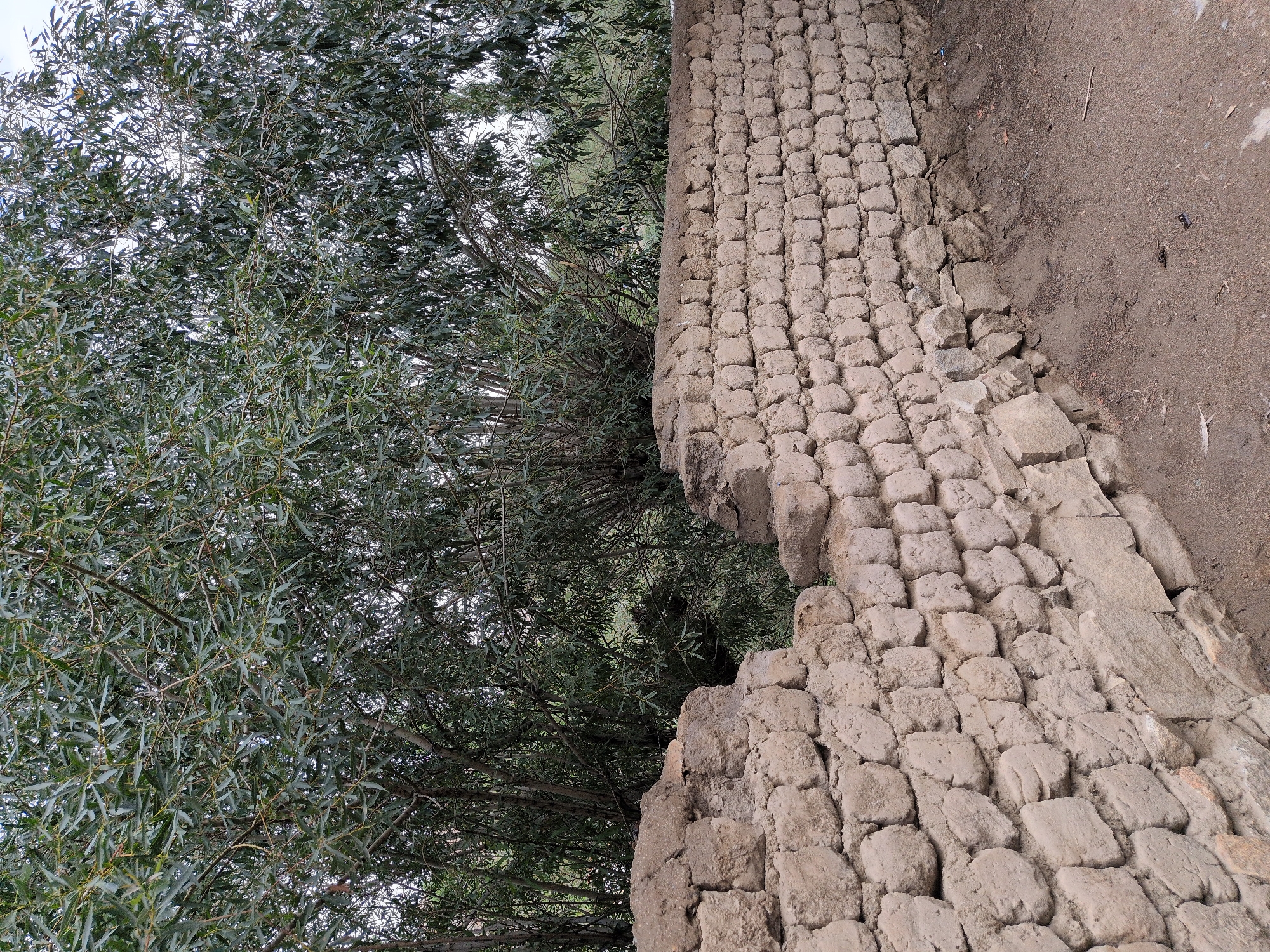 The image captures a weathered, low-lying stone and mud wall in a rural or semi-rural setting in Leh, India. The wall, constructed from irregularly shaped stones and mud bricks, shows signs of age and disrepair, with sections appearing crumbled and incomplete. Behind the wall, a dense canopy of trees with long, slender green leaves forms a natural backdrop, suggesting an outdoor environment likely with vegetation. The ground in front of the wall is a mixture of dry earth and some scattered debris, indicating a utilitarian or less-maintained area. The overall impression is one of an aged, rustic structure integrated into a natural, possibly arid, landscape typical of Leh.