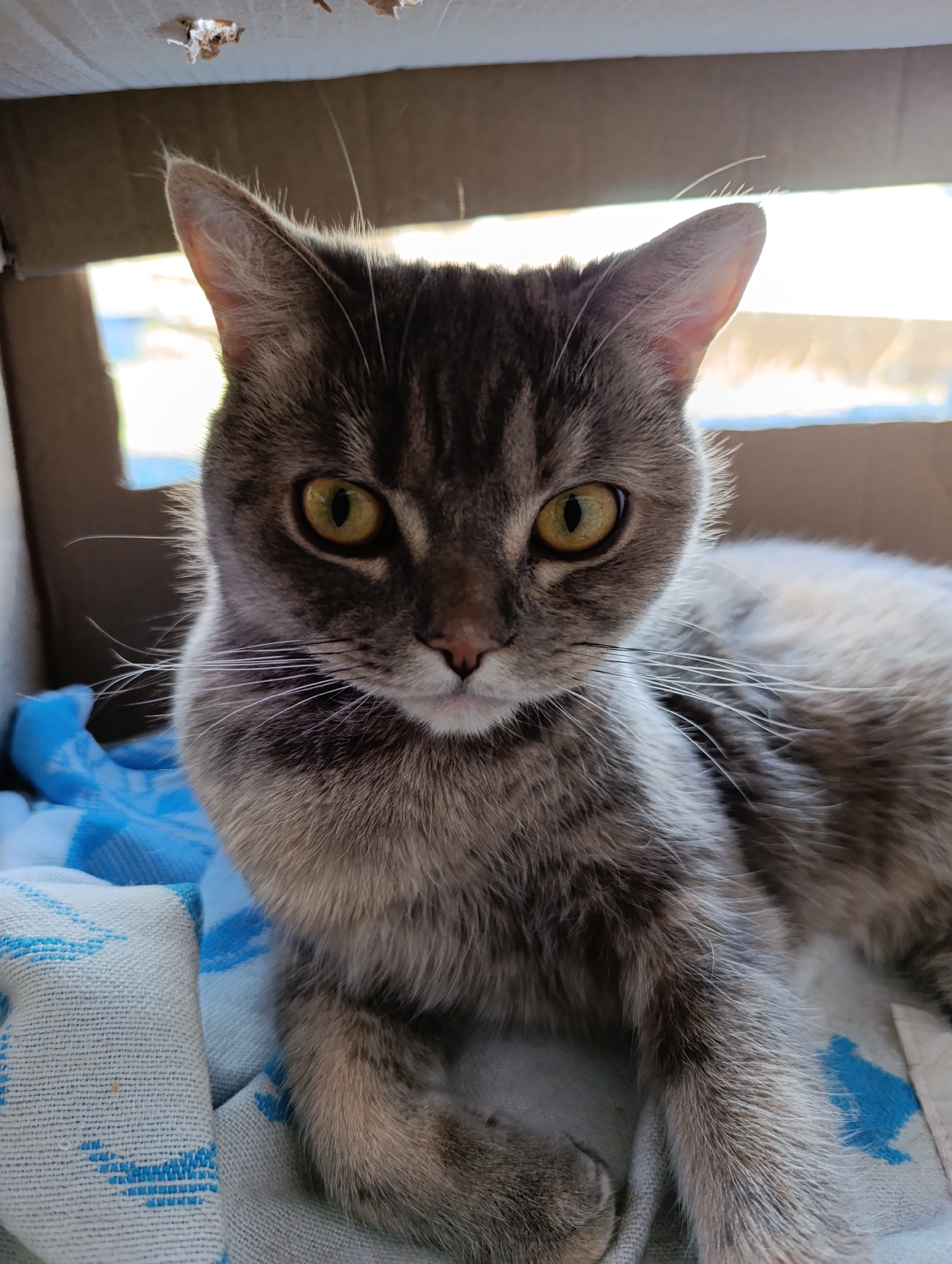 A close-up, eye-level portrait captures a grey tabby cat with distinct stripes and intense yellow-green eyes. The cat is looking directly at the viewer with an alert and focused expression. Its fur displays shades of grey, brown, and some white, particularly on its chest and around its muzzle, with prominent white whiskers fanning out from its cheeks. A small, pink nose and mouth are visible.
The cat appears to be resting inside a cardboard box, which forms the immediate background. The top edge of the box is visible above the cat's head, showing some rough, torn edges. Behind the cat and the box, a bright, blurred area suggests an open space or a window, indicating that the photo was taken during the daytime with natural light. Underneath the cat is a blue and white patterned blanket or piece of cloth, adding a soft contrast to the cardboard. No text is visible in the image. The scene is set in Chaikovsky, Russia.