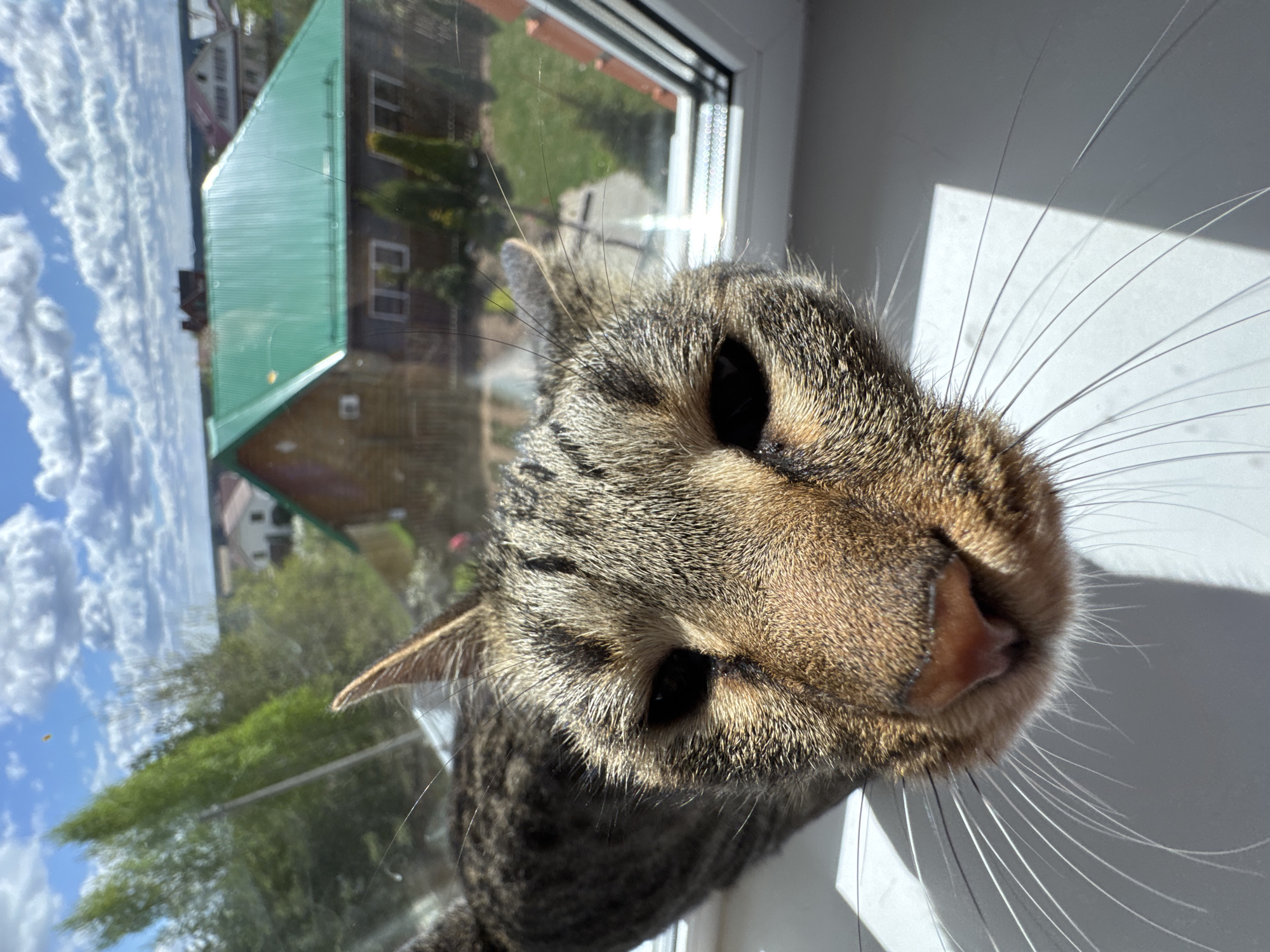 A close-up, slightly distorted perspective shows a tabby cat's face filling most of the frame. The cat has dark eyes, a pink nose, and long white whiskers. The background, seen through a window, includes a blue sky with white clouds and a green-roofed house. The cat is sitting on a white surface, likely a windowsill. The image appears to be taken in Прикамский, Russia, as that location was provided.
