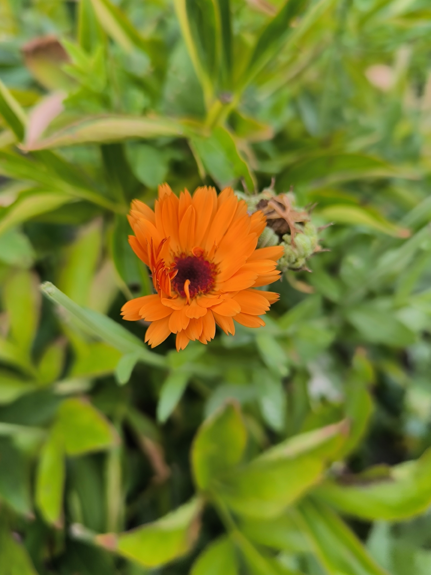 This is a close-up, vertical shot of an orange calendula flower, also known as a marigold, set against a soft-focus background of green foliage. The flower is the primary subject, with its vibrant orange petals radiating outwards from a dark, almost black, center. The petals appear layered and somewhat ruffled, with subtle variations in color, showing hints of yellow and darker orange. To the right of the flower, a dried seed head or bud is visible, adding a touch of texture and contrast to the scene. The surrounding leaves are a mix of green and yellow-green, some appearing slightly dried or faded, suggesting it might be late summer or early autumn. The lighting appears to be natural daylight, possibly overcast, as there are no harsh shadows. The overall impression is one of natural beauty and the cycle of plant life. There is no visible text in the image. The location context provided is Maiskii, Russia, which suggests an outdoor setting in a garden or natural environment within that region.