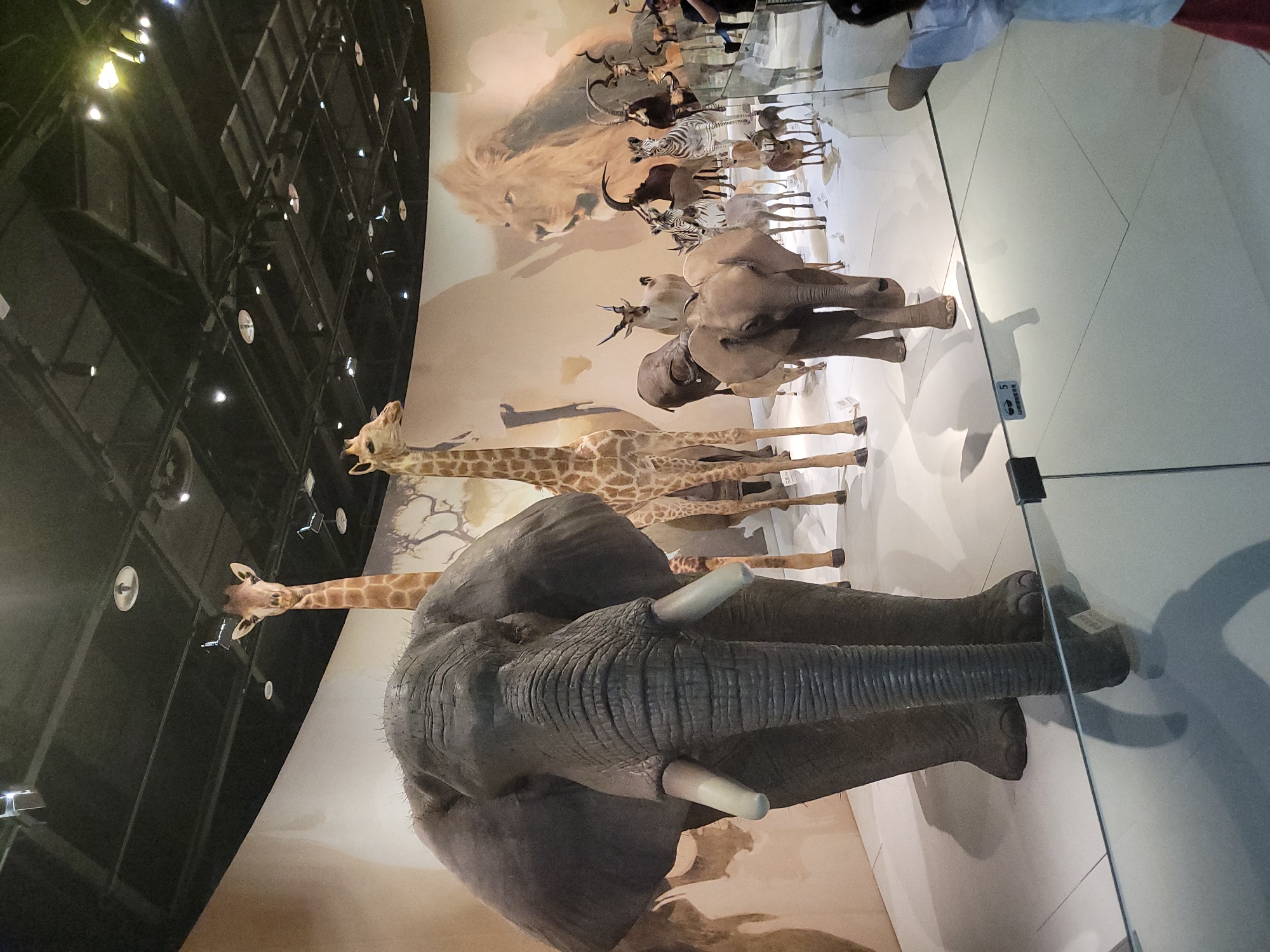 The image depicts a museum exhibit featuring taxidermied African animals, including a large elephant in the foreground and several giraffes, antelopes, zebras, and a lion depicted on a mural in the background. The display is illuminated by spotlights from the ceiling. A glass barrier separates the exhibit from the viewing area. In the foreground, a child with dark hair, wearing a blue shirt and red shorts, stands looking at the exhibit. The exhibit is located at the Qingyang District of China.
