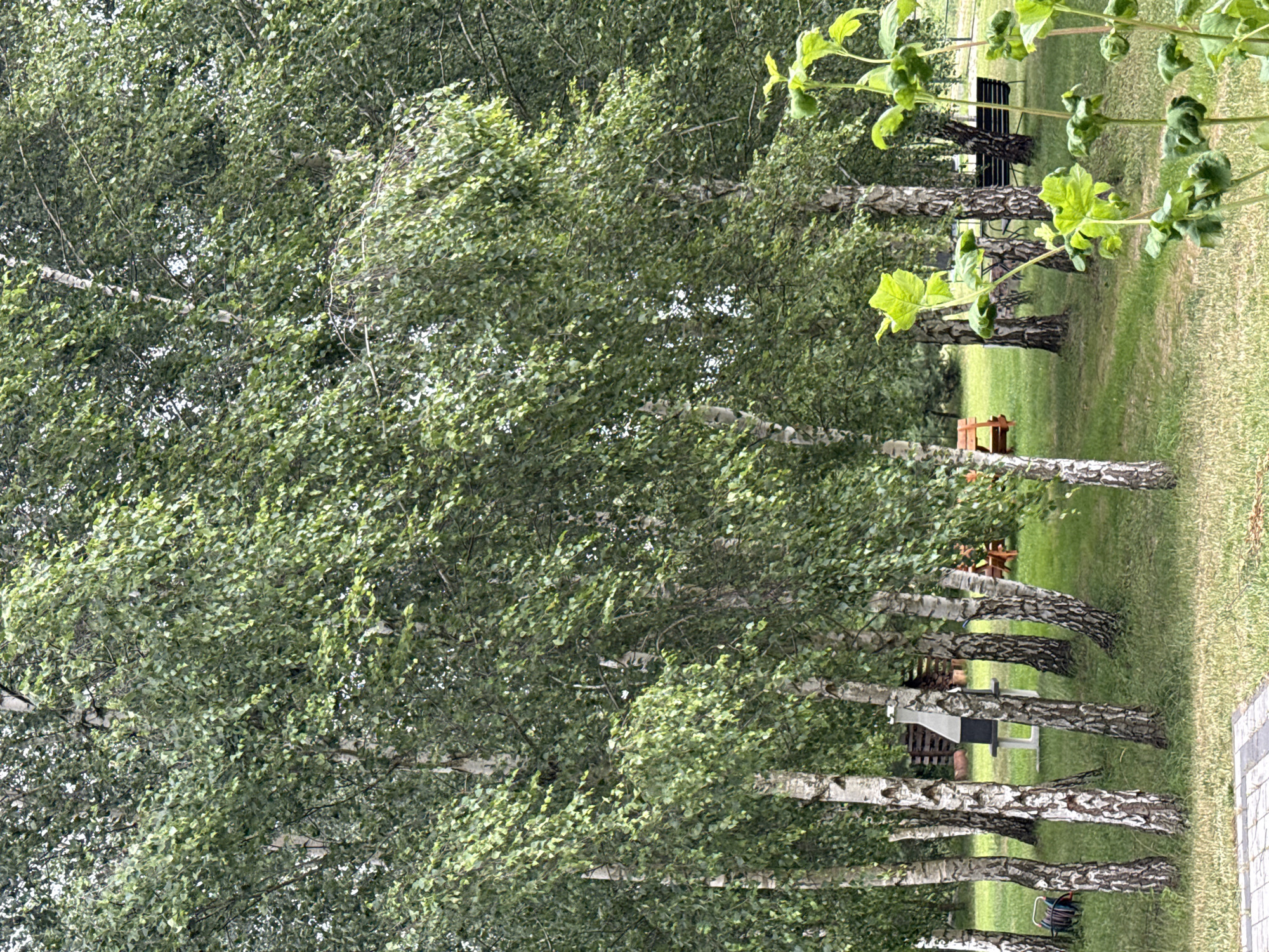 The image depicts a natural outdoor setting with a cluster of birch trees dominating the foreground and midground. The trees have characteristic white bark with dark markings and are covered in lush green foliage. In the midground, there is a stone grill with a black metal insert, situated on a grassy area. To the right of the grill, there are two wooden benches. In the background, more trees and a darker section of greenery are visible. In the foreground, a paving stone pathway is partially visible, and a few green plants with large leaves are in the immediate foreground. The scene appears to be a park or garden area. The specific location in Kołczewo, Poland is not visually discernible from the image itself.