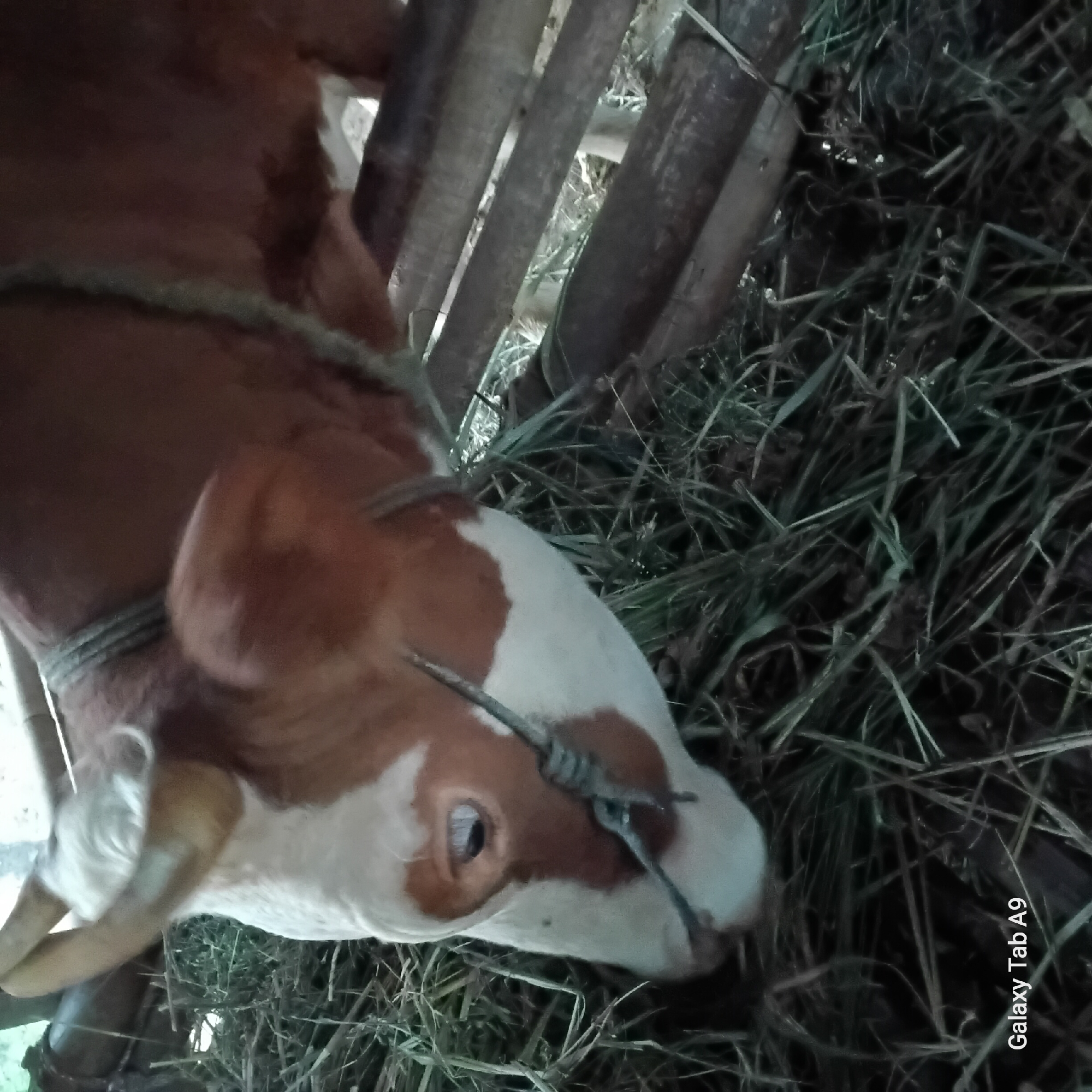 A close-up, low-angle outdoor shot shows a brown and white cow eating hay. The cow's head is angled downwards, with its mouth close to the hay. Its left eye, a dark pupil with a white sclera, is visible, as is a portion of its muzzle. A thin rope, possibly a halter, is around the cow's neck. The cow is in a fenced enclosure made of wooden slats, with dry hay covering the ground. The background is blurry but suggests a rural setting, possibly a farm. The bottom left corner of the image displays the text "Galaxy Tab A9". The image's lighting is dim, suggesting it was taken in the early morning or late evening, or under overcast conditions. The specific location in Trenggalek, Indonesia, is not discernible from the visual information provided.