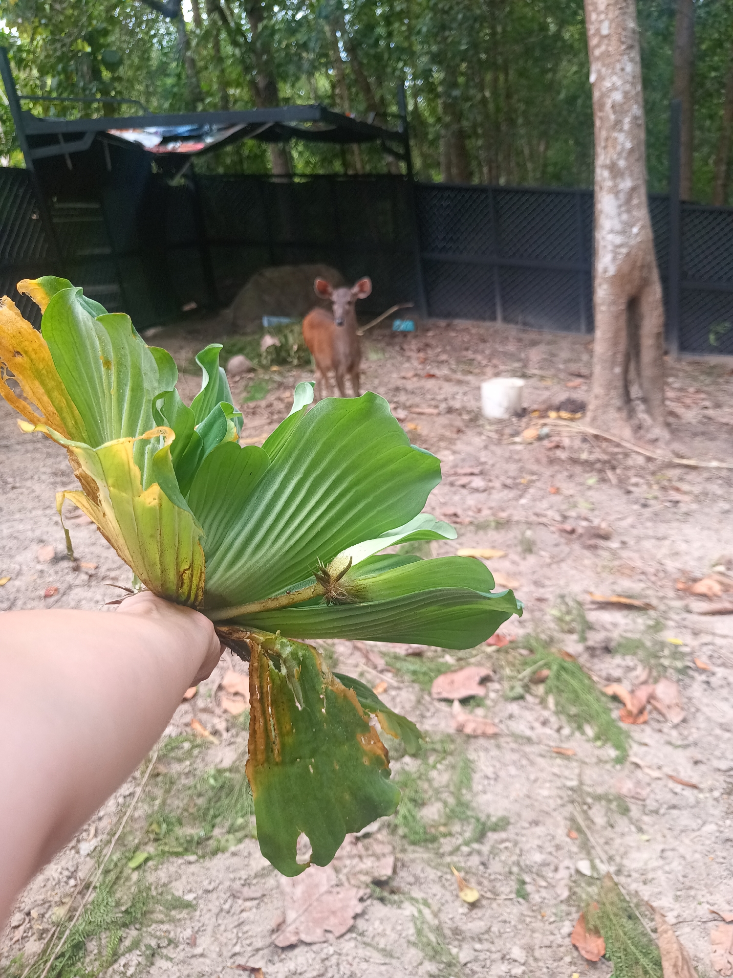 The image shows a hand holding a water lettuce plant (Pistia stratiotes) with some yellowing leaves. In the background, a brown deer stands in a fenced area with trees. A simple structure with a black frame and corrugated roofing is visible behind the deer. The ground is sandy with scattered leaves and vegetation. The location appears to be in a somewhat natural setting, near Baan Thong Nang, Thailand.
