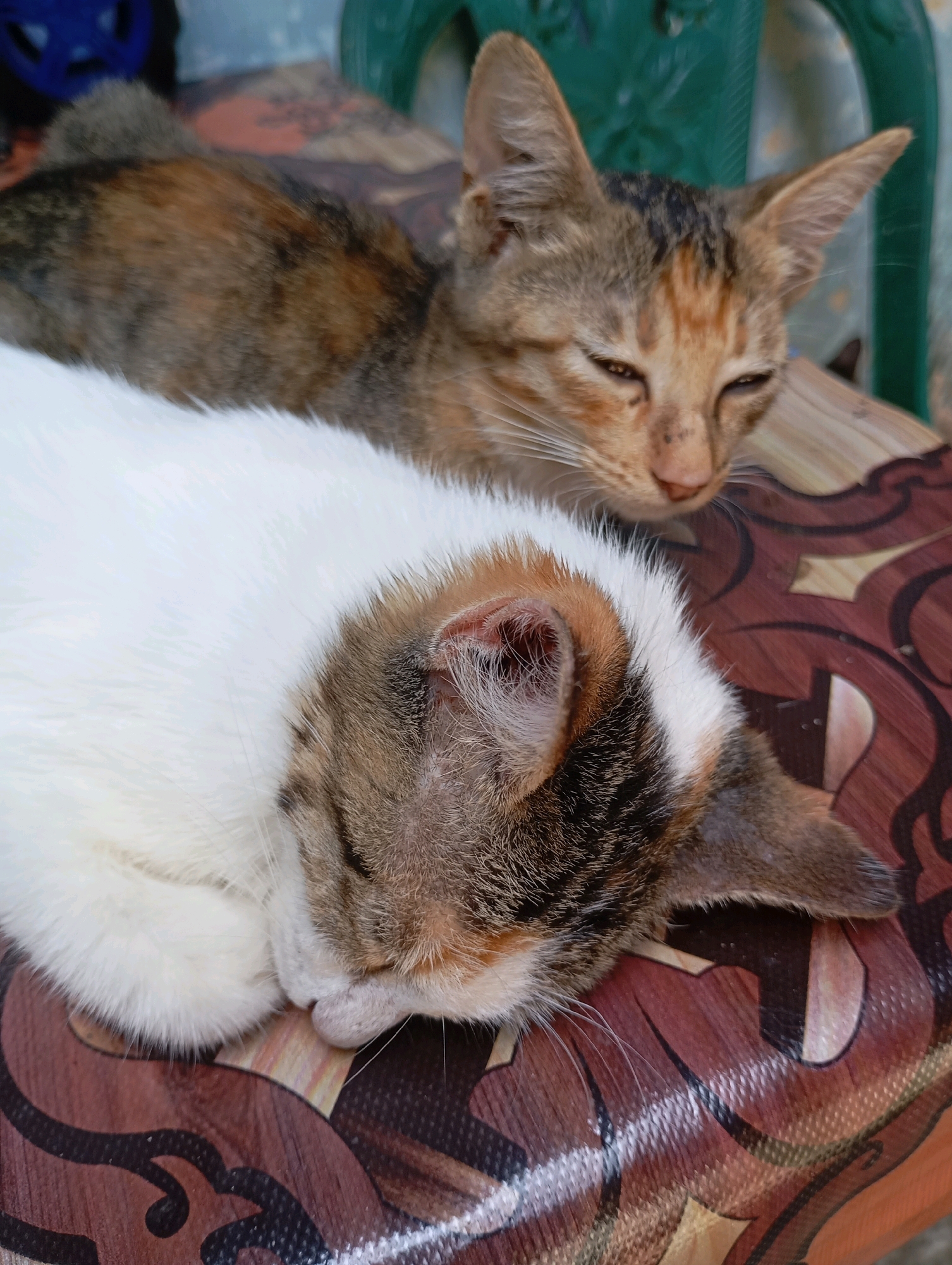 Two cats are resting on a patterned surface. The cat in the foreground, with white, brown, and black fur, is asleep with its head resting on its paws. The cat in the background, with tabby and orange fur, is also resting with its eyes partially closed. They are likely in an outdoor setting in Balikpapan, Indonesia, given the tropical foliage visible in the background, though the specific location within the city is not identifiable from the image alone.