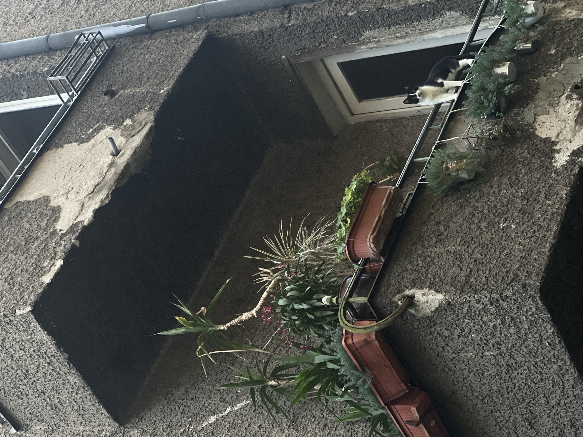 The image shows a black and white cat standing on a balcony railing outside a window in Sofia, Bulgaria. The balcony is decorated with several potted plants, including some with small pink flowers. The building appears to be old, with a textured, grey facade that shows signs of wear and tear. The window frame is white, and the glass is dark, suggesting the interior is dimly lit. The overall impression is of an urban scene, with the cat as the focal point, perched against the backdrop of a slightly weathered apartment building.