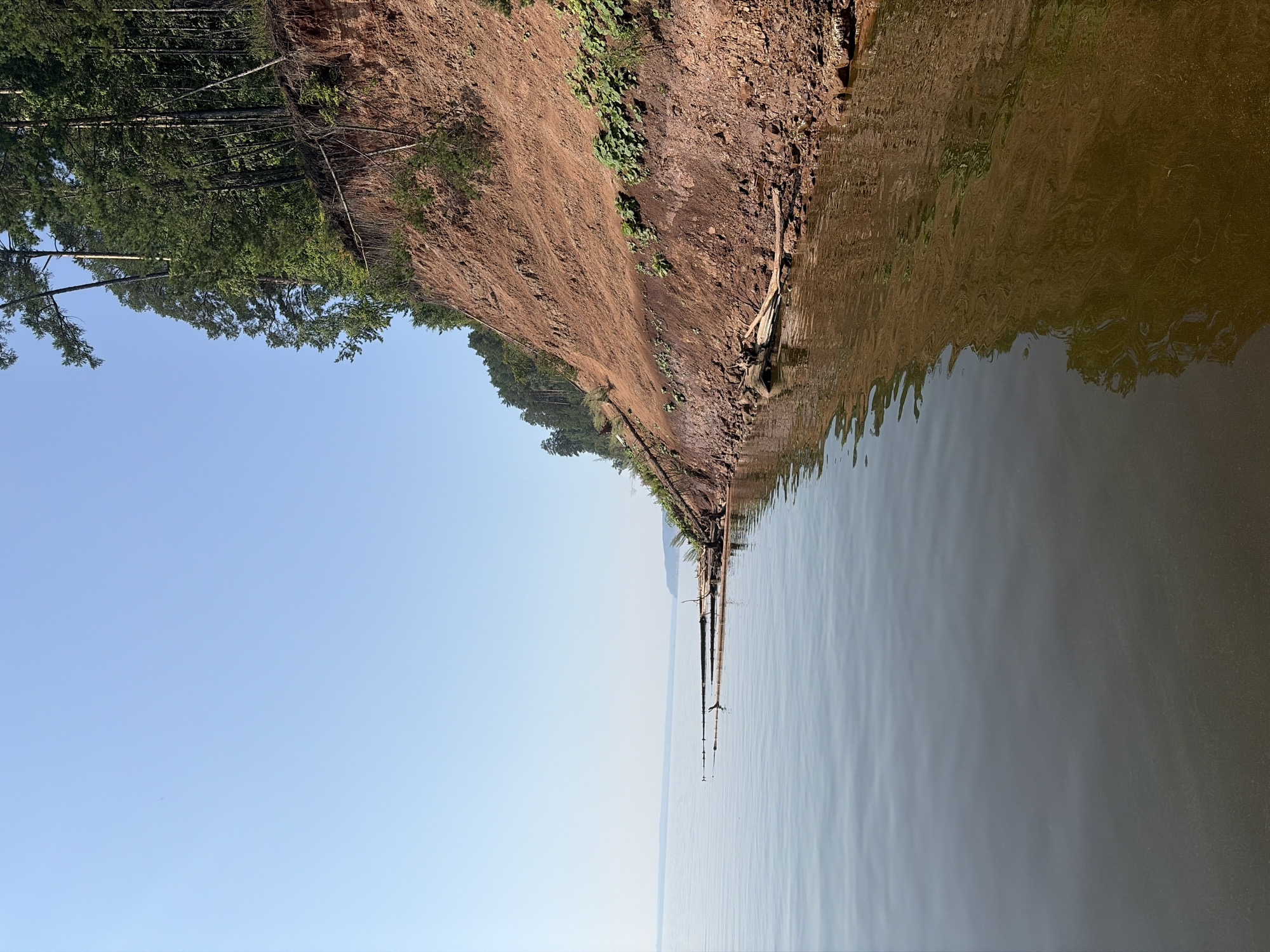 A high-angle, medium shot captures a cliff face with trees and a body of water. The cliff face, a reddish-brown color, is steep and eroded, with some vegetation growing on its surface. The trees, predominantly pine, are dense and tall, growing at the top of the cliff. The water, a dark, murky color, reflects the sky and the cliff face. The sky is a clear, light blue with no clouds. The scene is of the shore of the Volga River in the city of Kostovaty, Russia.