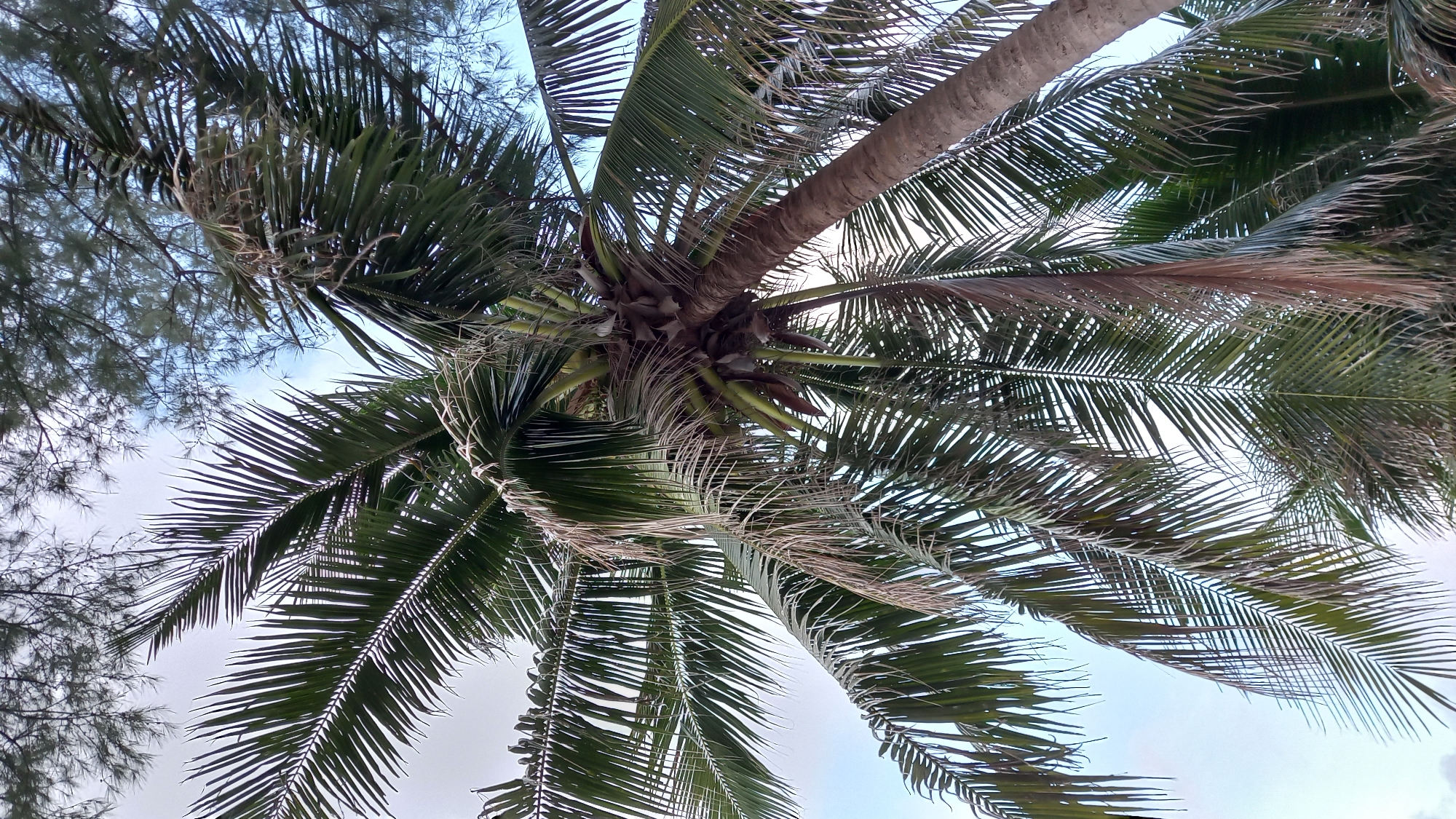 An upward angle view of a tall coconut palm tree with a brown trunk and a canopy of green fronds against a cloudy sky. In the upper portion of the image, the finer branches of another tree, possibly a pine tree, are visible. The coconut palm's fronds are lush and full, with some older, dried fronds hanging down. The scene appears to be in a tropical outdoor setting, consistent with a location like Koh Phangan, Thailand.