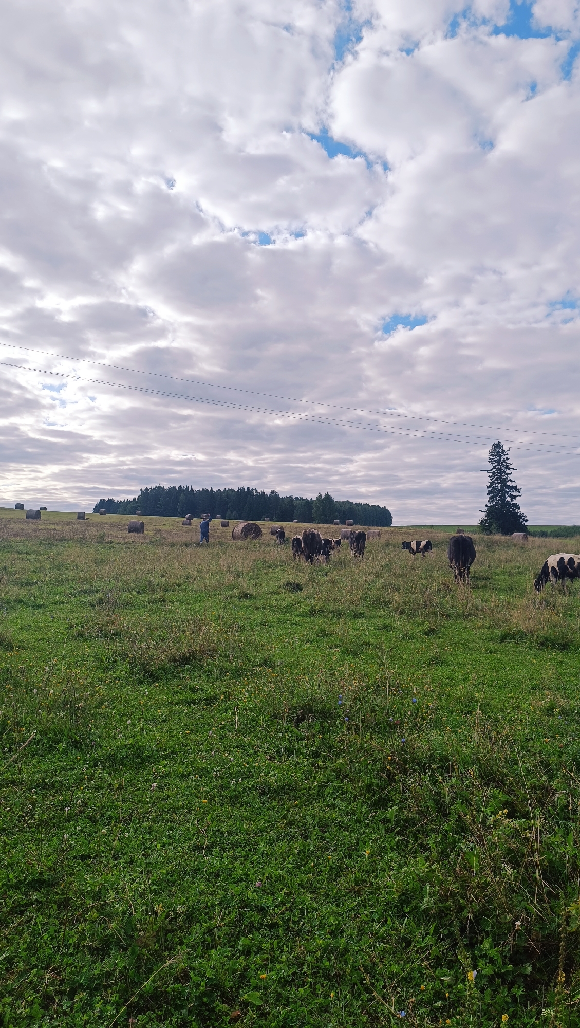 A pastoral scene unfolds in Karsha, Russia, under a partly cloudy sky. The image captures a wide, grassy field dotted with numerous round bales of hay, suggesting recent harvest. A dark green, dense line of trees forms the horizon in the distance. To the right, a solitary, tall evergreen tree stands out against the landscape. Several cows are grazing in the field; some are black and white, while others appear to be a solid dark color. A person, dressed in blue, is visible in the middle ground, walking near some of the hay bales. The foreground is dominated by lush green grass with scattered wildflowers. Power lines are visible stretched across the upper portion of the frame.