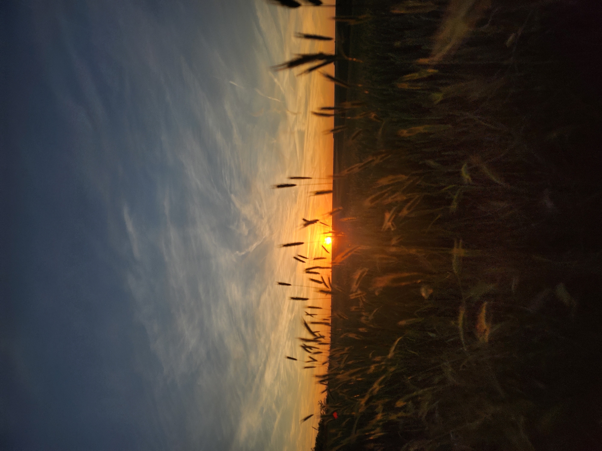 The image depicts a sunset over a field, possibly of wheat or similar grain. The sky transitions from a dark blue on the left to a golden orange near the horizon. Wispy clouds are visible. Silhouetted stalks of grain are present in the foreground, obscuring the lower portion of the sunset. The image is rotated 90 degrees counterclockwise. The location is described as near Trastenik, Bulgaria but there is no other indication of the city or its features.