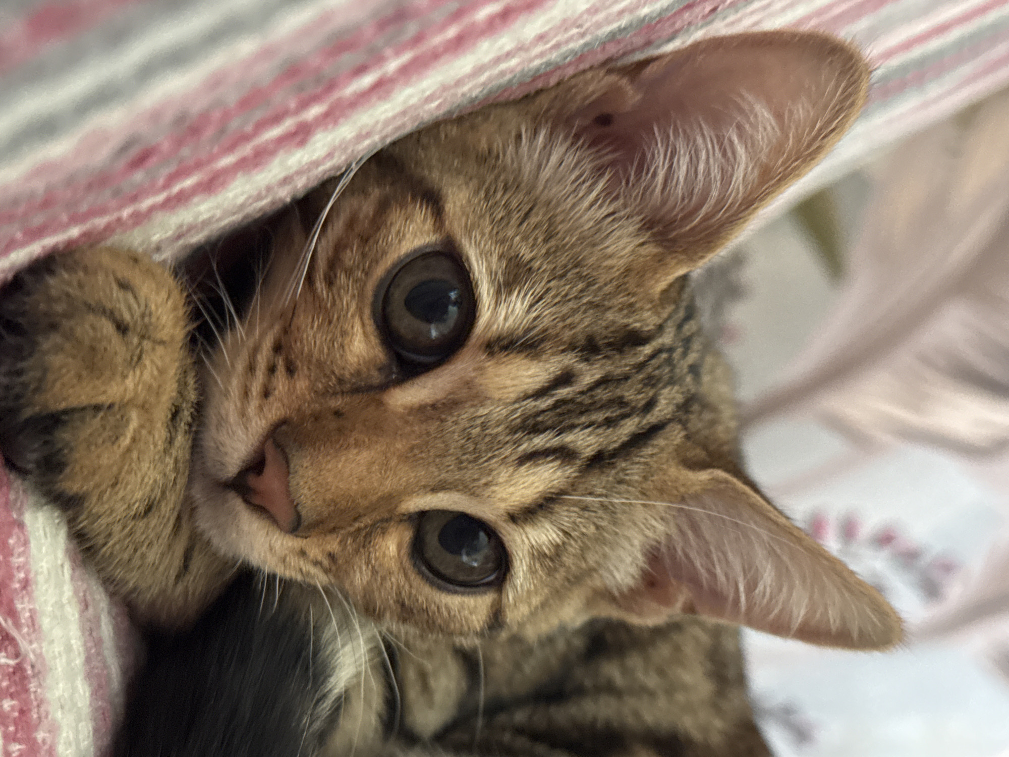 A close-up, high-angle shot captures a tabby kitten peeking out from under a striped blanket. The kitten's face is the primary subject, with its large, dark eyes taking up a significant portion of the frame. Its fur is a mix of brown and black stripes, characteristic of a tabby pattern. One of the kitten's paws is visible, resting on the edge of the blanket. The blanket itself features horizontal stripes in shades of pink, white, and gray. The background is blurred, with hints of white and pink fabric, suggesting the kitten is indoors. The lighting appears to be soft and natural, possibly from ambient room light. There are no people, visible text, or explicit indications of the time of day or weather. The overall mood is one of curiosity and comfort, as the kitten appears to be in a cozy, safe environment. The setting is likely a domestic one, given the presence of a blanket and the kitten's relaxed posture.