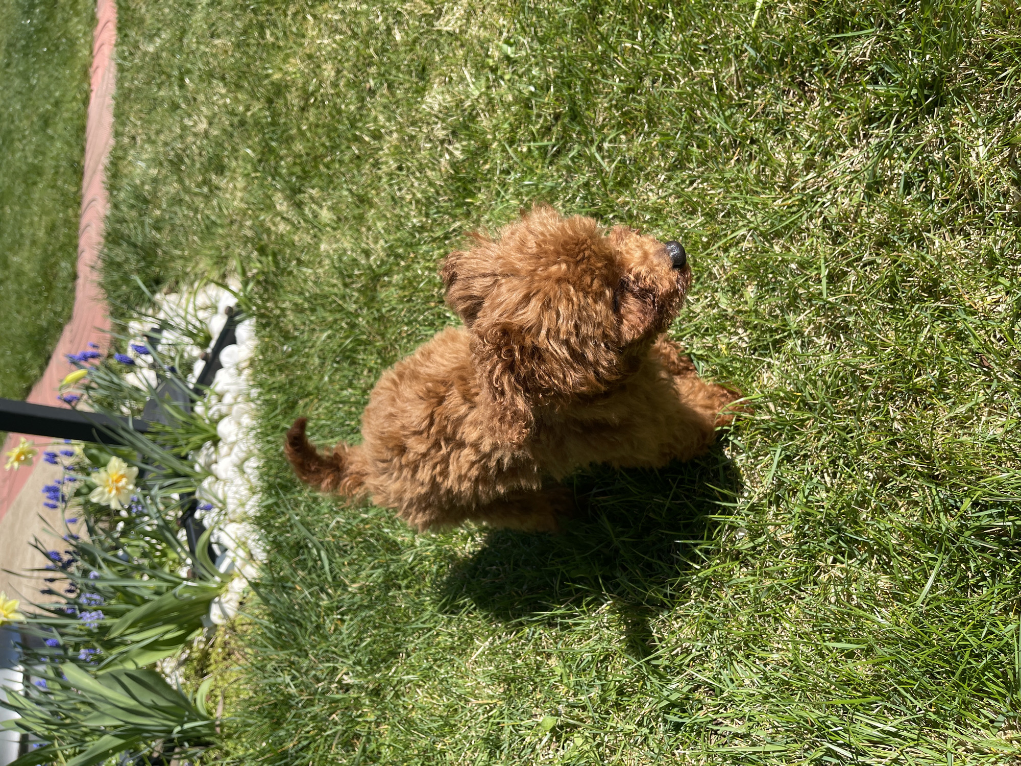 A small, brown, curly-haired dog sits on green grass next to a flower bed with white rocks, blue flowers, and yellow daffodils. The background suggests a lawn or park-like setting. The location is unknown, and the city of Sofia, Bulgaria cannot be verified from this image.