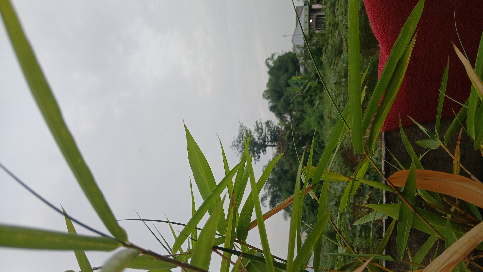 The image is a close-up, outdoor shot of bamboo plants with their long, slender green leaves dominating the foreground, some appearing slightly yellowed and dry. Behind the bamboo, a dense green landscape of trees and foliage is visible, with a single tall tree standing out against a cloudy, overcast sky. Further in the background, a simple house with a light-colored roof and green trim is partially obscured by the vegetation. The scene appears to be set in a rural or semi-rural area. The presence of lush greenery and a modest dwelling suggests a location like Klambir Lima Kebun, Indonesia, which is known for its natural landscapes and village settings. There are no people or animals visible in the image. The focus is on the natural elements and the tranquil, slightly muted atmosphere created by the cloudy sky.