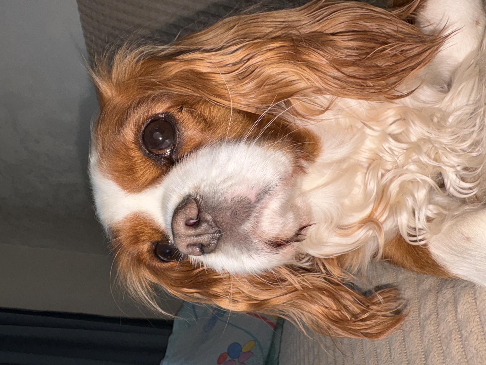 A close-up, head-and-shoulders shot of a Cavalier King Charles Spaniel is presented. The dog's fur is predominantly brown and white, with large, expressive dark eyes and a pinkish-brown nose. Its ears are long and floppy, with wavy brown hair. The dog is looking slightly upward and to the left. The background consists of a textured blanket, a pillow with a floral pattern, and a dark curtain. The lighting suggests an indoor setting, possibly during the evening or in a dimly lit room. The dog appears to be resting on a piece of furniture. There is no information about the specific location within Прикамский, Russia.