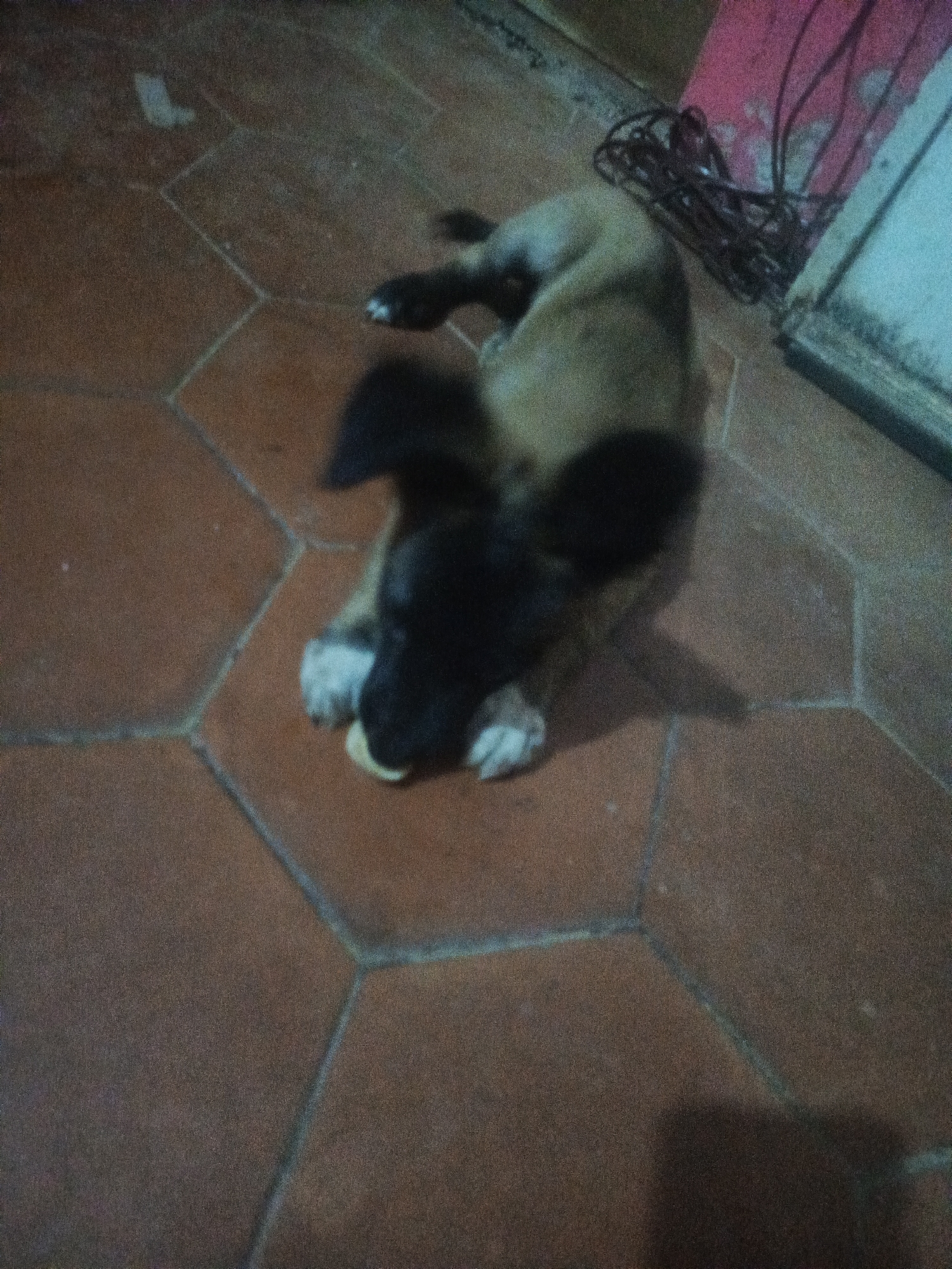 A puppy is lying on a brown tiled floor, chewing on something small and yellow. The puppy has black fur on its head and back, and tan fur on its body. There are black cables near a wall, the upper right corner of which is pink. The location is not specified.