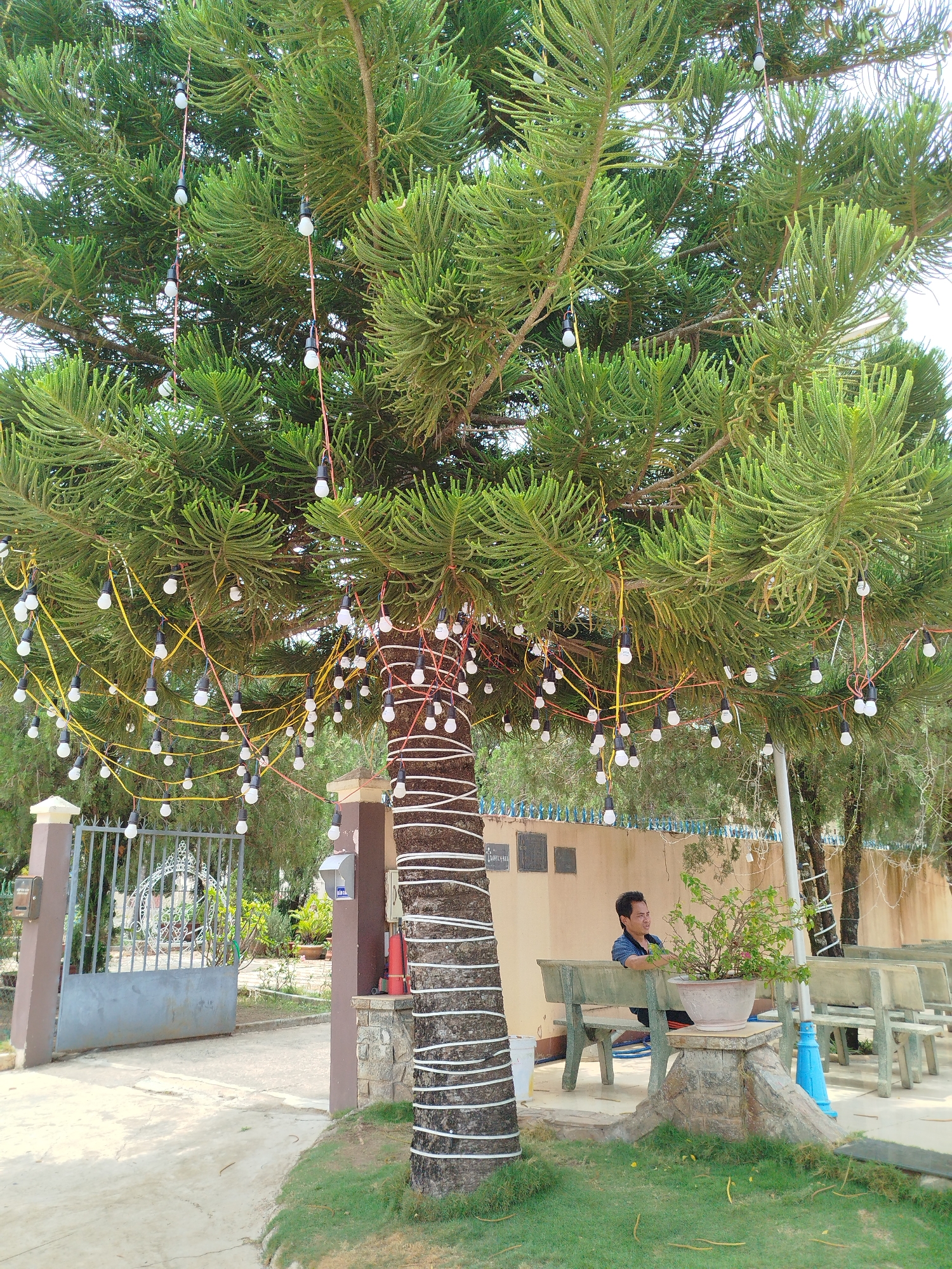 A daytime scene in Phú Thạnh, Vietnam, shows a large tree decorated with strings of lights. The tree trunk is wrapped with white material. A man is sitting on a bench behind the tree. The bench is concrete. A potted plant sits on a stone pedestal near the bench. A gate and fence are visible in the background, along with other trees and foliage. The ground is a mix of concrete and grass.