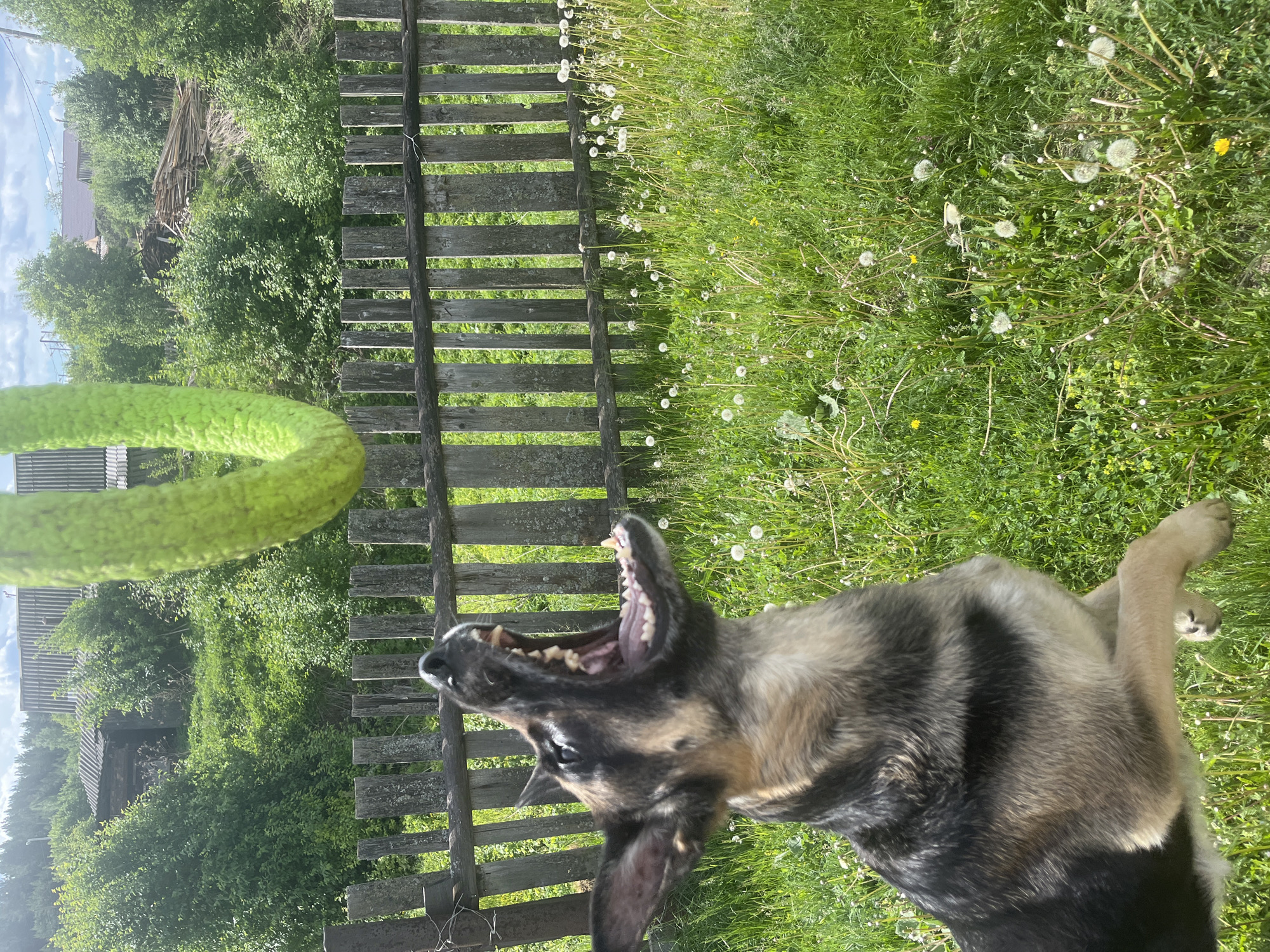 A dog with its mouth open jumps for a green toy ring in a grassy field near a wooden fence. The field is overgrown with grass and dandelions. Behind the fence is dense green vegetation and what appears to be a wooden structure or building. The location of the image is not able to be determined as Nizhny Tagil, Russia based on the image information.