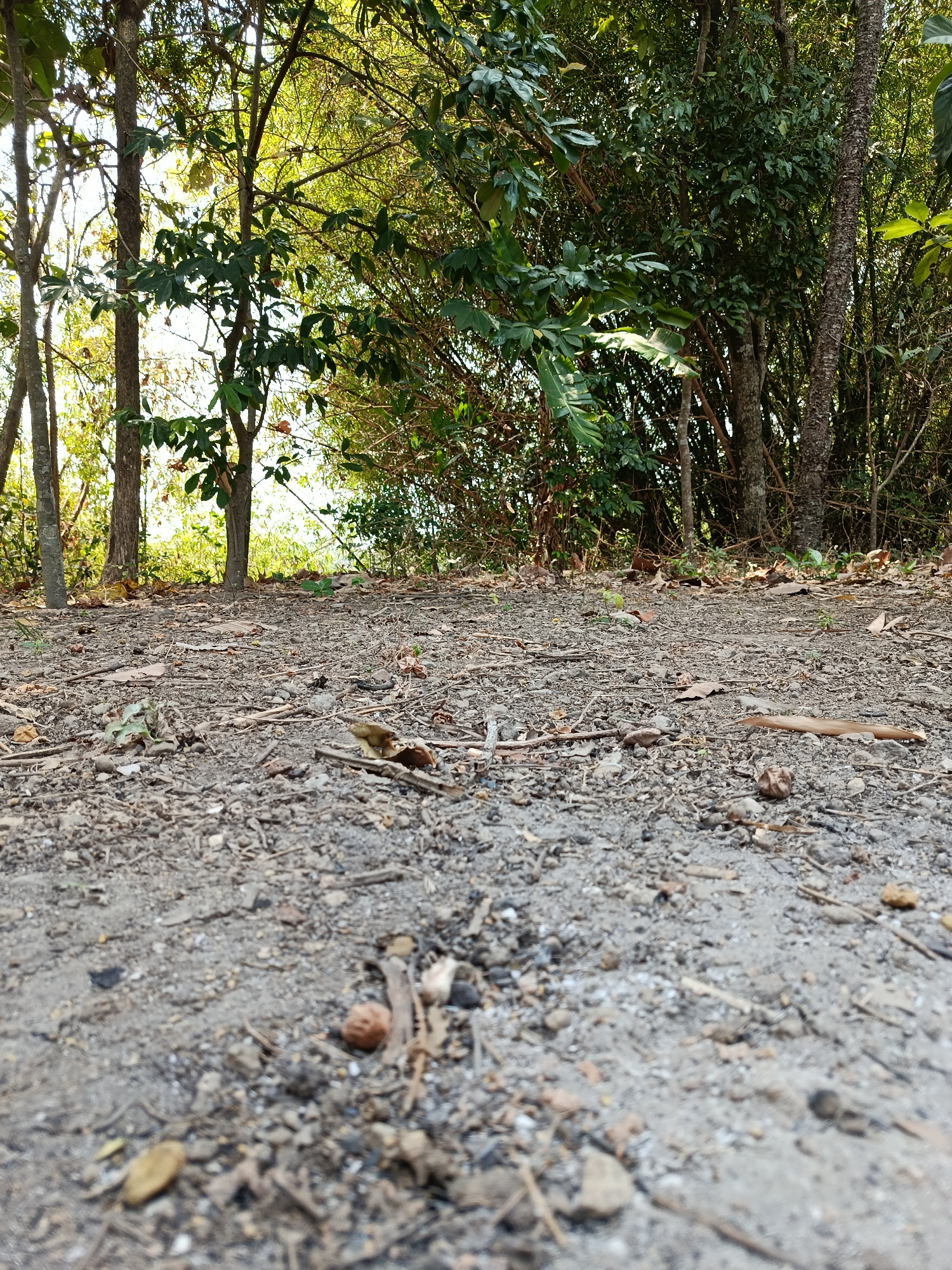 The image depicts a low-angle view of a forest floor covered in dirt, small stones, and dry leaves. Several trees with thin to medium trunks and dense green foliage dominate the background. The lighting suggests it is daytime, with sunlight filtering through the leaves, creating dappled patterns. The scene appears to be an outdoor, natural environment, likely a wooded area. There are no people or animals visible in the image. The ground is uneven and appears to be a dirt path or clearing. The overall impression is one of a natural, somewhat untamed woodland setting. The image does not contain any identifiable landmarks or structures that would specifically place it in Kemiri, Indonesia, or any other city.