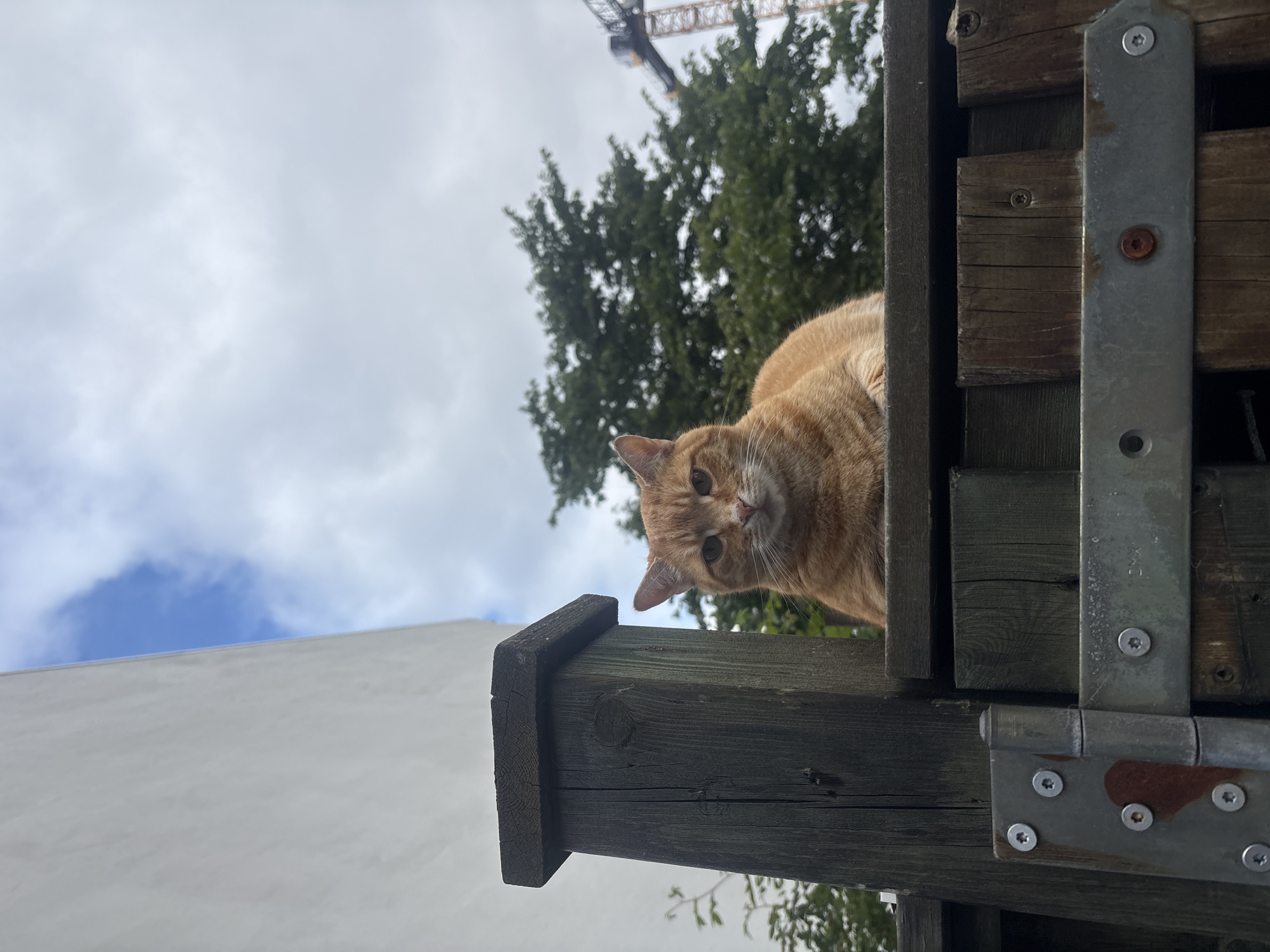 An orange tabby cat is sitting on top of a wooden fence, looking directly at the camera. The fence is made of weathered planks and has a metal hinge attached to one of the posts. Behind the fence, there are green trees and a cloudy sky. In the background, a construction crane is visible. The image appears to have been taken outdoors in a residential area.