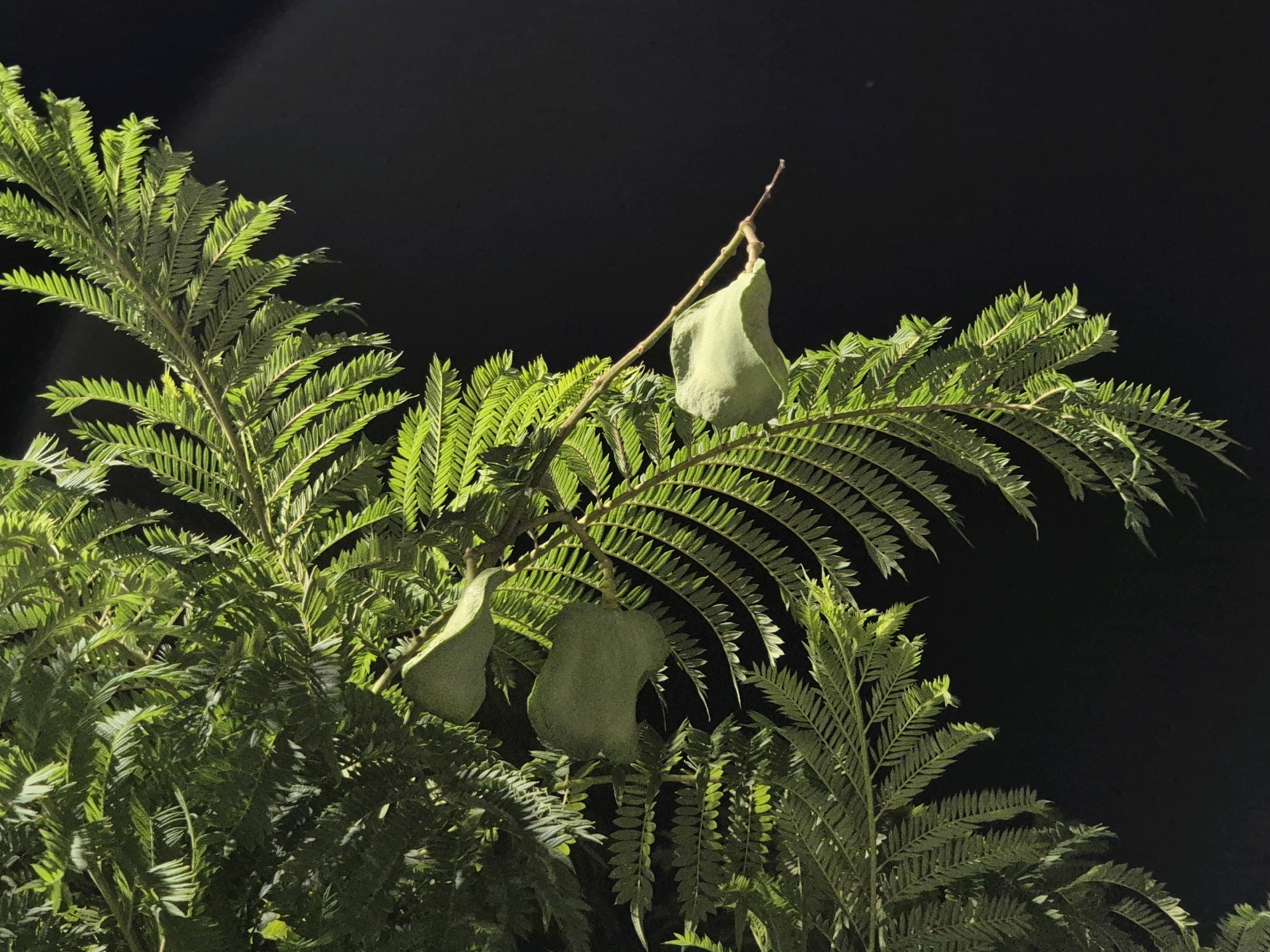 The image depicts a close-up view of lush green foliage against a stark black background, suggesting it is nighttime. The plant has finely divided, fern-like leaves that are brightly illuminated, highlighting their texture and structure. Interspersed among the leaves are three large, pale green, pod-like structures hanging from thin branches. These pods are somewhat elongated and irregularly shaped, with one particularly prominent pod hanging from a slender stem at the upper right of the frame. The other two pods are visible lower down and to the left, partially obscured by the dense foliage. The scene appears to be a natural setting, possibly a garden or park, with the dark background likely representing the night sky. There are no people or animals visible in the image. The specific location in the city of Taranto, Italy, is not discernible from the visual information provided in the image.
