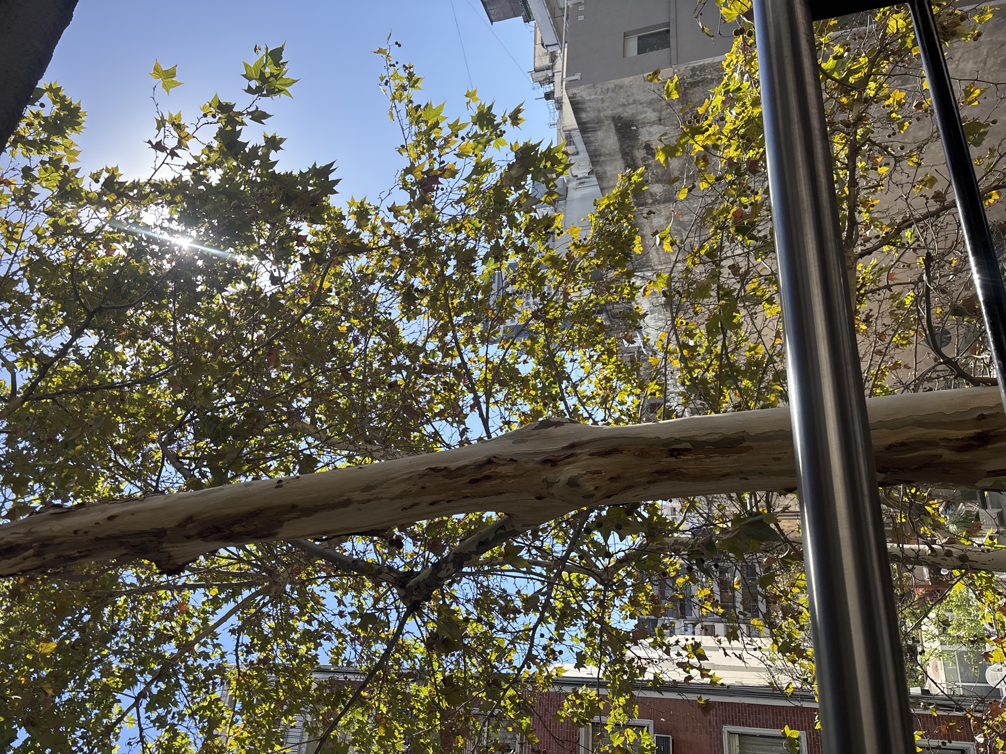 This image captures an upward view through a dense canopy of a large tree, set against a clear blue sky and urban buildings in Buenos Aires, Argentina. A prominent, thick tree branch with light-colored, peeling bark extends horizontally across the central part of the frame.
The tree is richly covered with green, slightly yellowing leaves, and several small, round seed pods are visible, suggesting the season is late summer or early autumn. The sun is positioned behind the upper left portion of the tree, creating a bright lens flare that radiates through the leaves, indicating a sunny midday or early afternoon.
On the right side of the image, two vertical metallic poles, one thick and reflective, and the other thinner and darker, rise through the foliage. In the background, beyond the tree and poles, several multi-story buildings are visible. These include a light grey concrete building with a small window at its upper section, and structures with reddish-brown brick facades and white rooftops and window frames lower down. The composition provides a dynamic interplay between natural elements and urban architecture under a bright sky. No text is visible in the image.