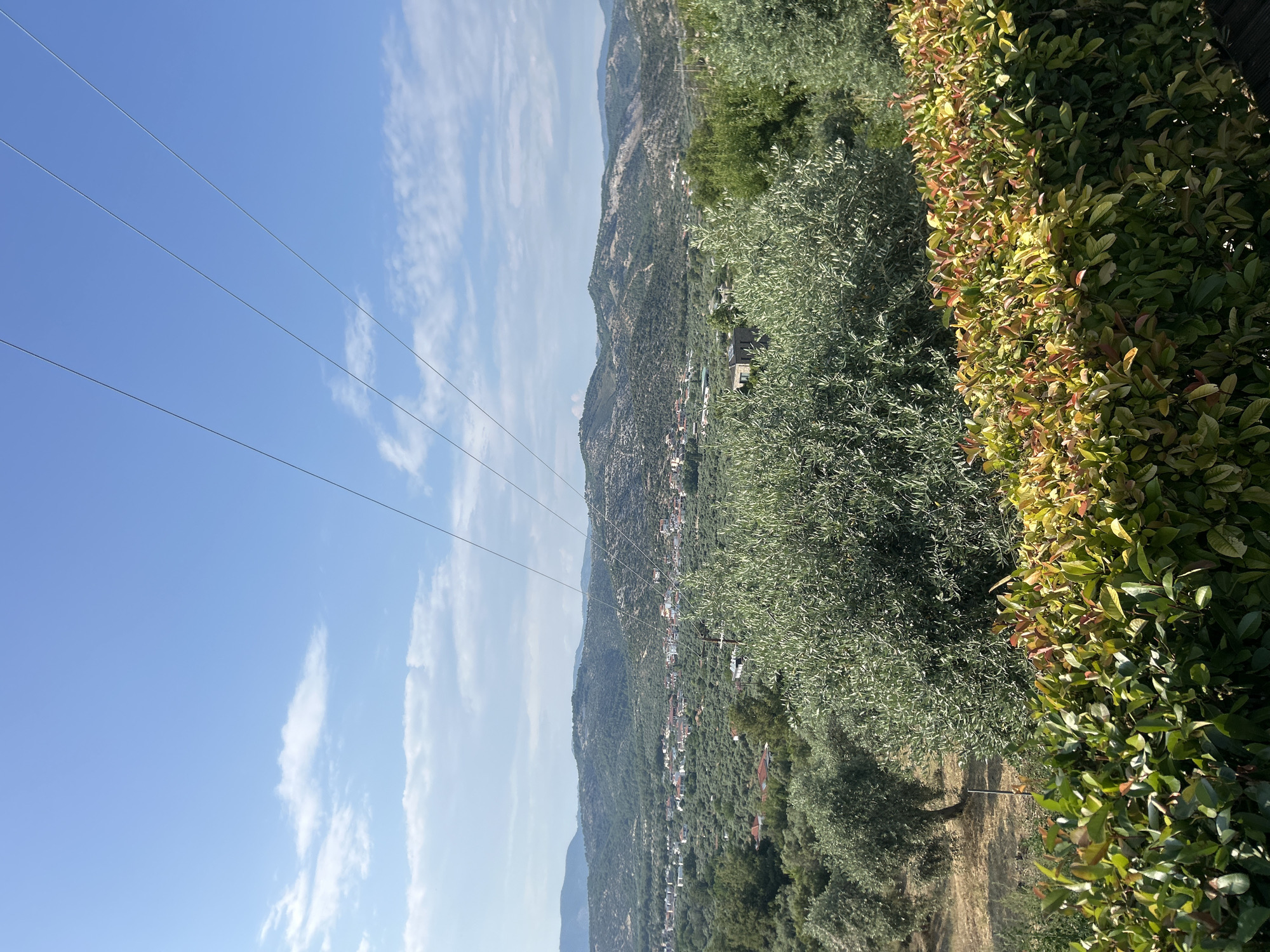 A daytime, eye-level, outdoor shot captures a bucolic landscape with rolling hills and a village nestled in the valley. In the foreground, a dense hedge of green and reddish leaves forms a natural barrier. Behind it, lush olive trees with silvery-green foliage fill the middle ground. Beyond the trees, a village with red-tiled roofs is visible, spread across the gentle slopes of the hills. The background features a series of verdant, undulating hills that stretch towards the horizon. A clear blue sky with scattered white clouds dominates the upper portion of the image, traversed by four thin, dark power lines. The lighting suggests a bright, sunny day.