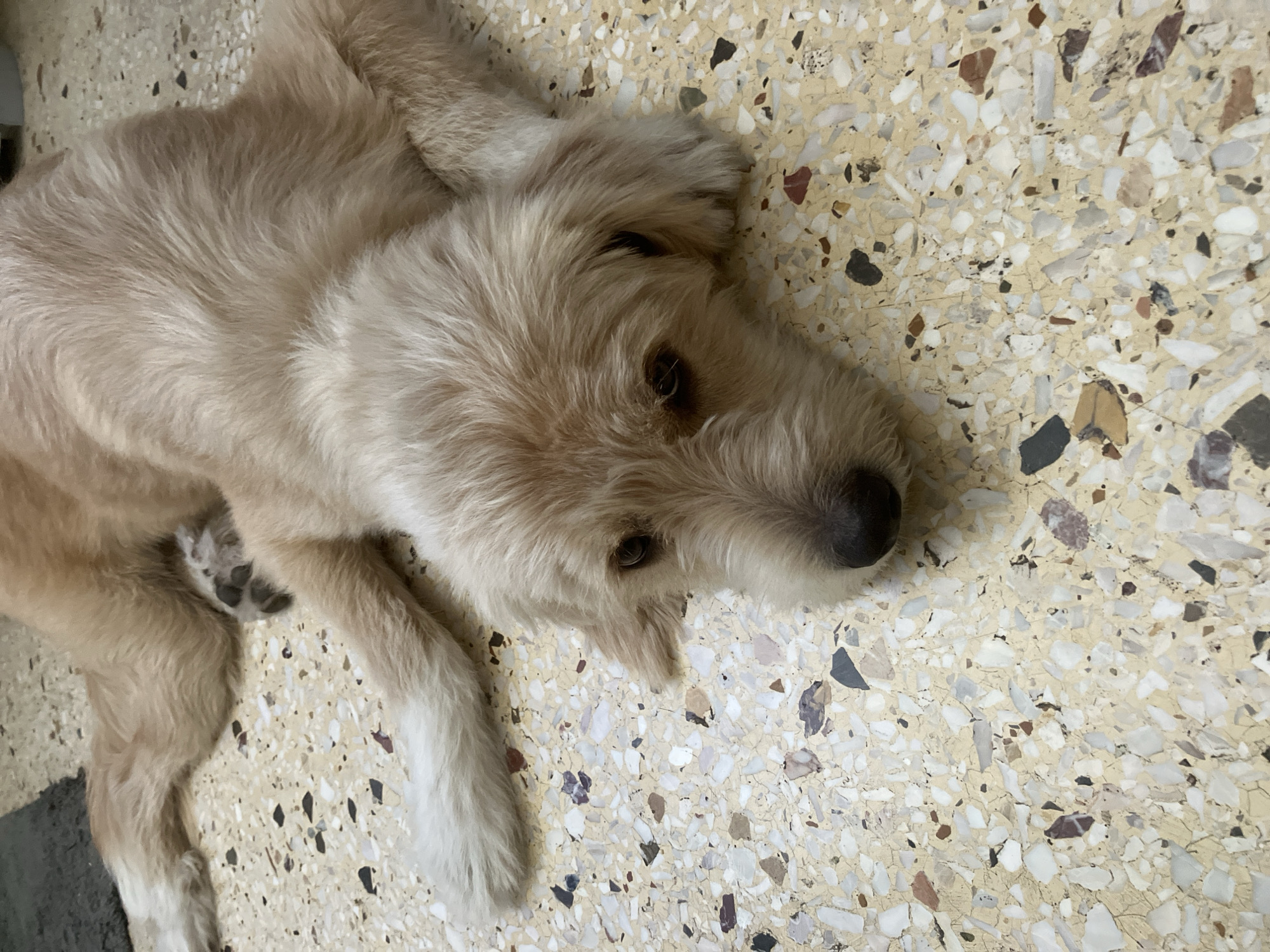 A golden doodle dog is lying on a terrazzo floor. The dog has light brown fur and is resting its head on its paws. The floor is composed of small, irregular pieces of stone and has a speckled pattern. The background is out of focus. This image was taken in Paleo Faliro, Greece.
