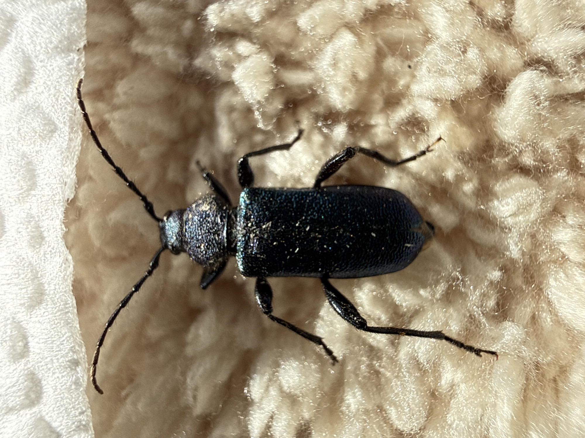 A dark blue beetle lies on a beige, textured surface resembling shag carpet or sheepskin. The beetle has long, segmented antennae and six legs. The background is out of focus, but a white textile is visible on the left edge. The location is unknown and cannot be determined from the image. There are no people visible, and the only subject is the beetle. The action is simply the beetle resting on the surface.