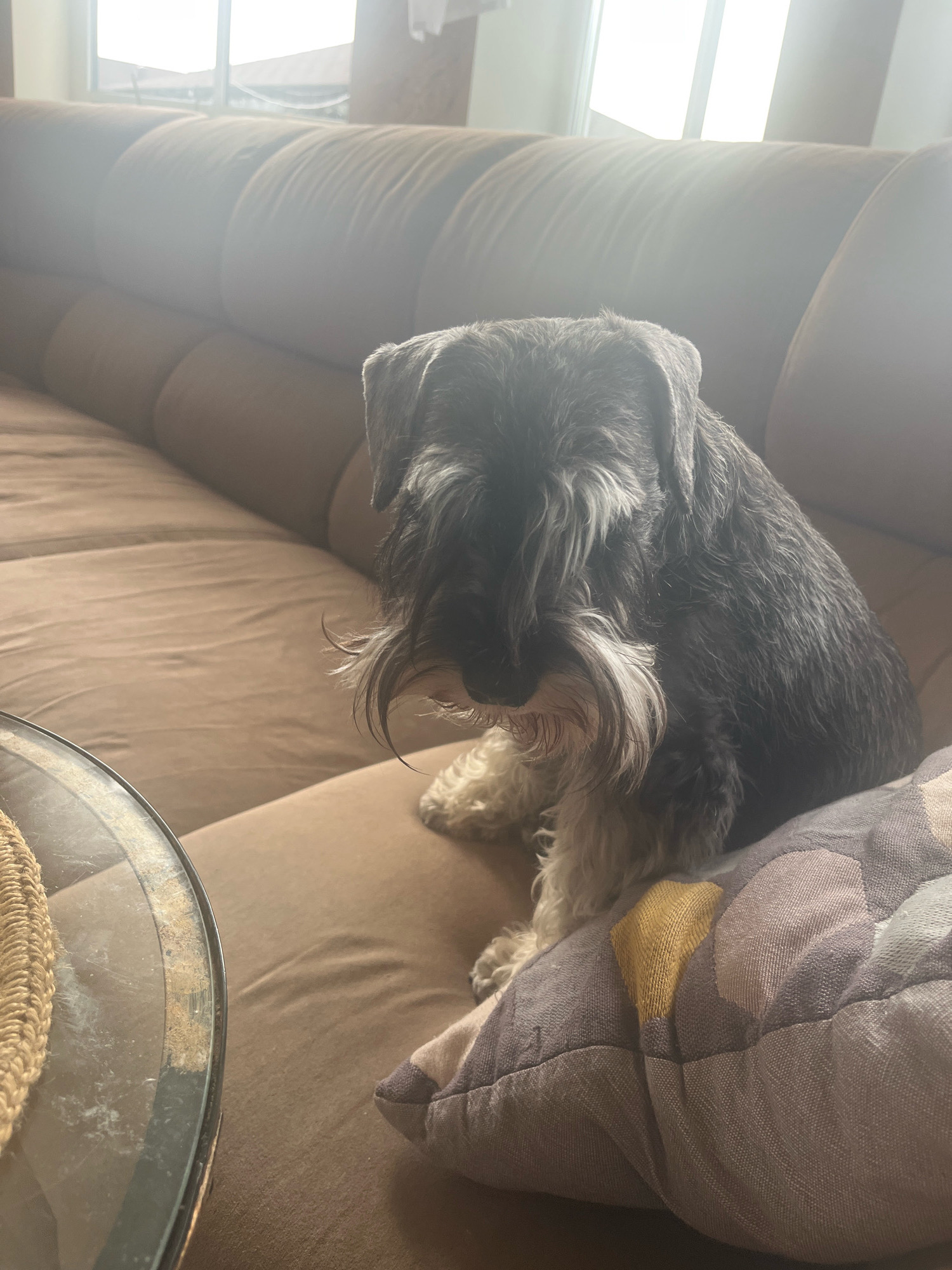 A miniature schnauzer dog sits on a brown couch, resting its head on a decorative pillow. The dog has dark grey and white fur, with a prominent beard and mustache. The couch is upholstered in a textured brown fabric, and behind it, a large window allows bright natural light to flood the room, creating a hazy effect. To the left of the dog, a glass-topped coffee table with a woven straw placemat is partially visible. The scene appears to be in a residential setting. There is no specific indication of the city of Vladimirovka, Russia.