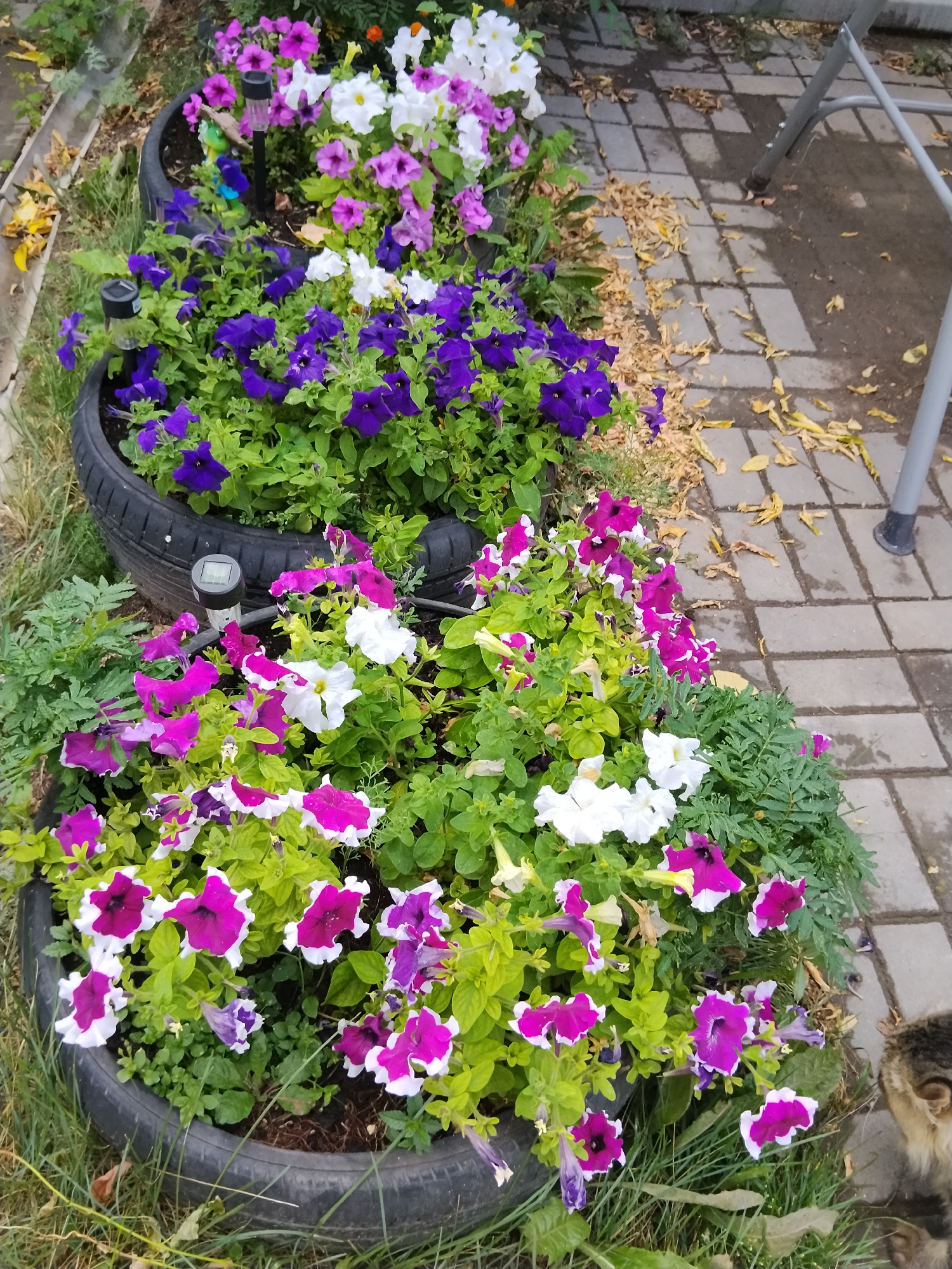 In Kokshetau, Kazakhstan, a garden bed is created from tires, planted with a vibrant mix of petunias. The flowers display a range of colors, including deep purple, bright white, and a striking magenta with white edges. Some of the petunias are in full bloom, while others are still developing. Small solar-powered garden lights are placed amongst the plants, adding a subtle illumination. The garden bed is situated next to a pathway made of grey paving stones, scattered with fallen yellow leaves. In the background, a portion of a grey metal chair leg is visible, and a small tabby cat can be seen on the right side of the frame. The scene suggests a well-maintained outdoor space, likely a residential garden or a public area designed for aesthetic appeal.
