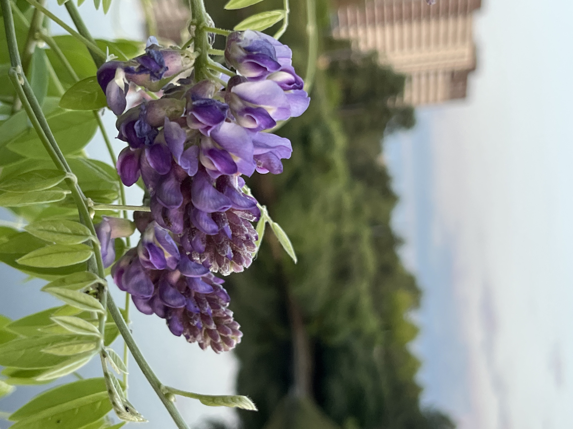 A close-up shot showcases a cluster of vibrant purple wisteria flowers in full bloom, their delicate petals cascading downwards. The flowers are in focus, with their intricate details sharply defined against a softly blurred background. To the left, lush green leaves of the wisteria vine provide a vibrant contrast to the purple blooms.
The background transitions from a soft green of trees to a hazy light blue sky, suggesting an outdoor setting on a clear day. In the distance, a blurred architectural structure, possibly a building with distinct vertical elements, is visible. The overall lighting suggests it is daytime.
The image appears to be taken outdoors, likely in a garden or park setting where wisteria is cultivated. The focus on the flowers and their natural surroundings evokes a sense of tranquility and the beauty of nature. The location is identified as Dnipro, Ukraine. There is no visible text in the image.