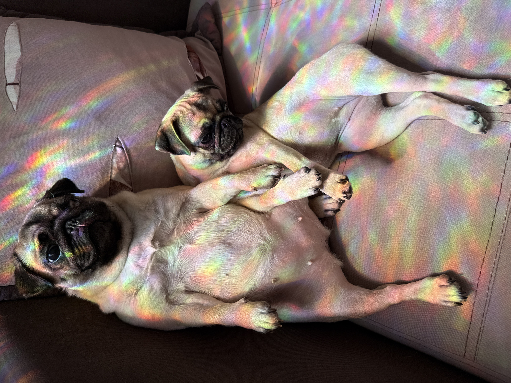Two pugs are resting on a sofa, bathed in colorful light reflections. The pug on the left is larger, sitting upright with its front paws resting on its belly and its hind legs splayed out. The pug on the right is smaller, lying down and nestled against the larger pug, with its front paws wrapped around the larger pug's midsection. The couch is upholstered in a light-colored fabric and has visible stitching details. The background is dark and appears to be a wall or another piece of furniture. The light reflections create a spectrum of colors, including pink, purple, yellow, green, and blue, cast across the pugs and the sofa.