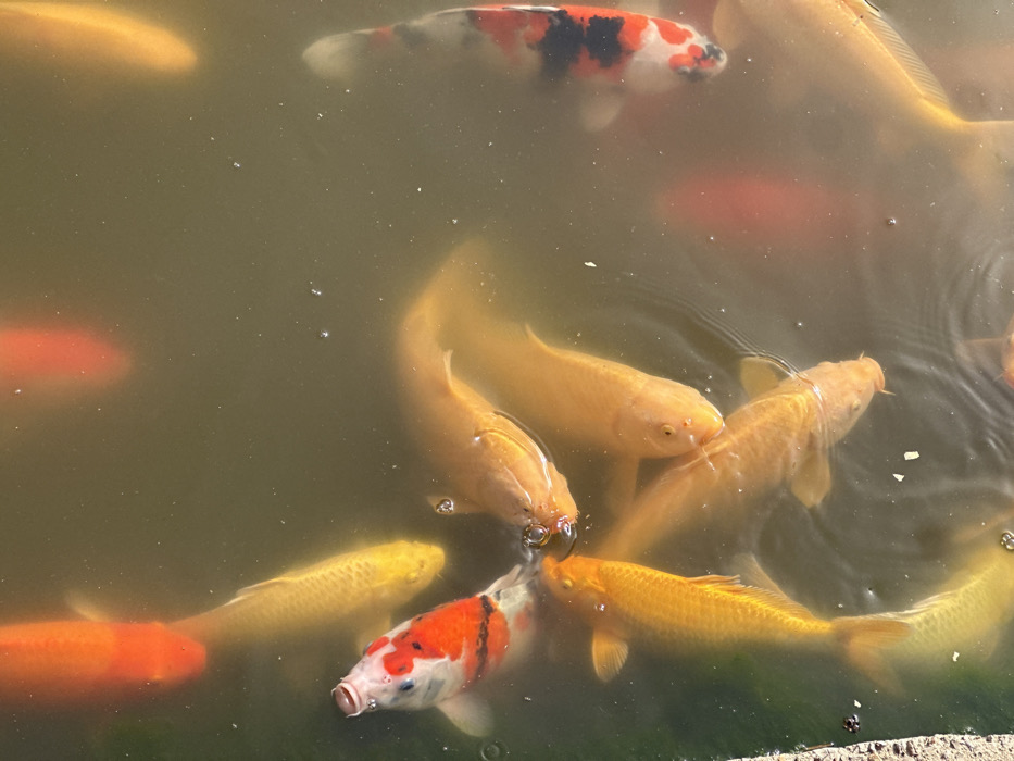 The image captures an overhead view of a group of koi fish swimming in murky, greenish-brown water. The scene is dominated by the fish, which are clustered together, suggesting an activity like feeding or congregating.
One prominent koi, characterized by a white body with striking black and bright orange-red patches, is central to the composition. This fish is initially seen near the top of the frame, swimming horizontally, and then reappears at the bottom center, facing slightly left with its mouth wide open, creating small ripples on the water surface. Its distinctive patterns, particularly the vibrant orange and solid black markings against the white base, are clearly visible.
Surrounding this patterned koi are numerous other fish, predominantly golden or yellowish-orange in color. Some of these golden fish are quite large, their elongated bodies and barbels visible as they move through the water. Several golden fish are positioned close to the patterned one, with one large golden fish directly above it and another one to its right. More golden fish are seen further back and to the sides, some partially submerged and appearing slightly blurred due to the water's depth and movement. There are also hints of other reddish-orange fish deeper in the water, appearing as soft, diffused shapes.
The water itself is not entirely clear; its murky, brownish-green tint allows for some visibility of the fish but obscures their lower bodies and creates a somewhat hazy environment. The surface of the water shows ripples and small reflections, indicating movement and perhaps the presence of sunlight. Several small air bubbles are scattered across the water's surface, particularly around the areas where the fish are clustered. The overall impression is one of a lively pond environment where the fish are active and engaged. No text is visible in the image.