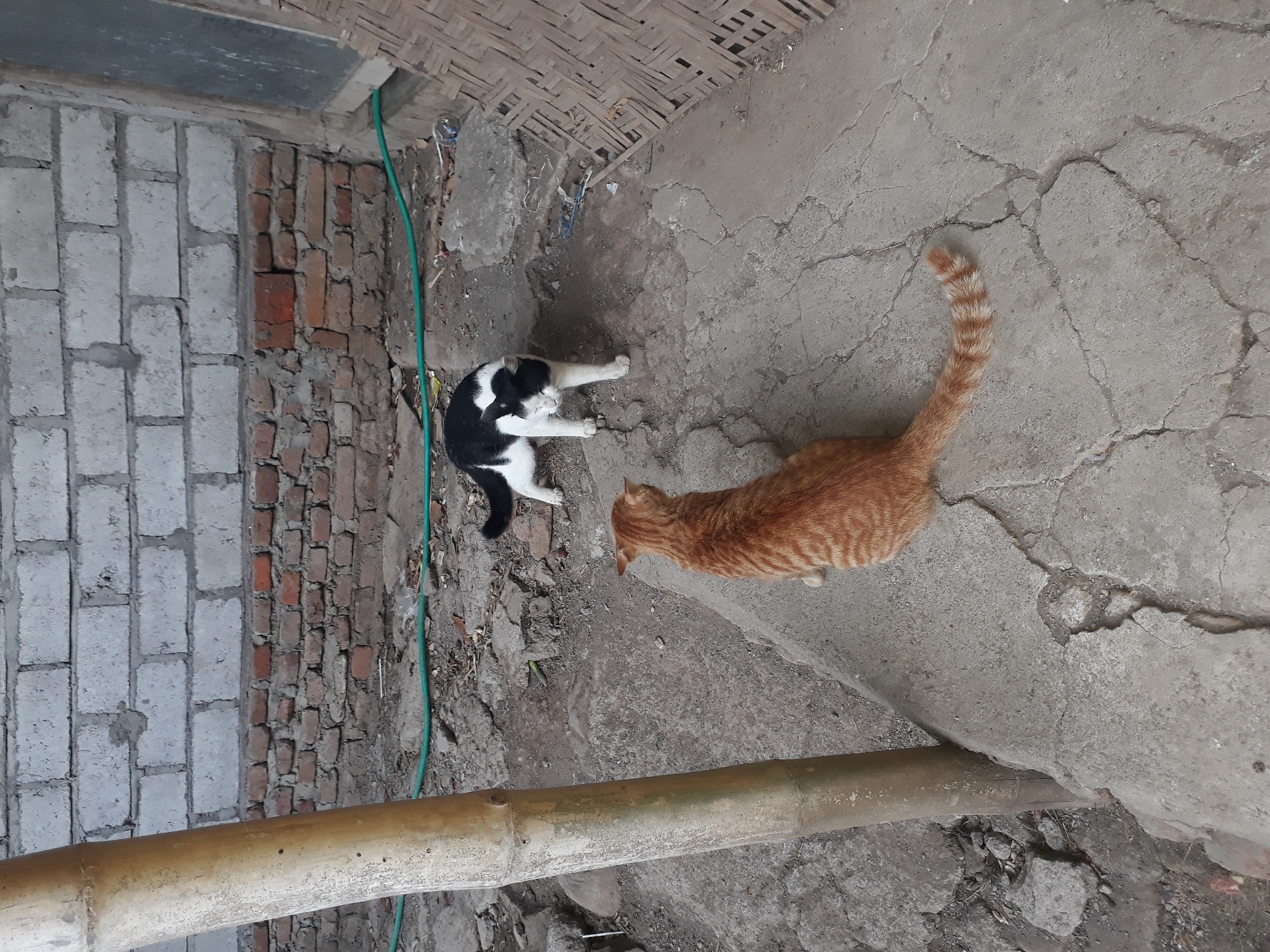 Two cats are present in the scene. An orange tabby cat is in the foreground, facing away from the camera and towards a black and white cat. The black and white cat is further back in the image, facing the orange cat and appears to be in a crouched or playful stance. The environment is an outdoor area with a concrete ground, a light-colored bamboo pole to the left, and a brick wall in the background. A green hose is visible on the ground. The scene is likely an informal outdoor space, possibly a yard or alleyway, in Janapria, Indonesia.