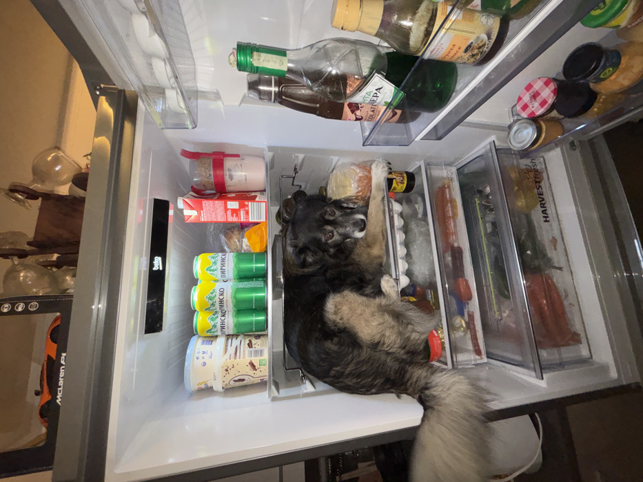 The image depicts the interior of an open Beko refrigerator located within a residence in Sofia, Bulgaria. A medium-sized dog with black, brown, and gray fur is resting on the second shelf from the top, its body largely contained within the refrigerator compartment, and its fluffy tail extending out past the open door. The dog's front paws are positioned on items on the shelf, including a small yellow bottle.
The refrigerator's top shelf holds two stacked white containers (likely ice cream or yogurt), three green cans of Pirinsko beer, a red carton, and a pink beverage in a cup with a red utensil. Below the dog, an egg carton and other food items are visible through the glass shelf. The lower part of the refrigerator features two transparent "HARVESTfresh" drawers containing fresh produce and packaged goods. The refrigerator door's shelves contain multiple bottles and jars, including a tall green-labeled bottle, a brown liquid bottle, an empty clear bottle, various condiment jars, and a bag of lettuce. Above the refrigerator, a decorative shelf displays an orange McLaren P1 model car in a black box and several transparent decorative objects.