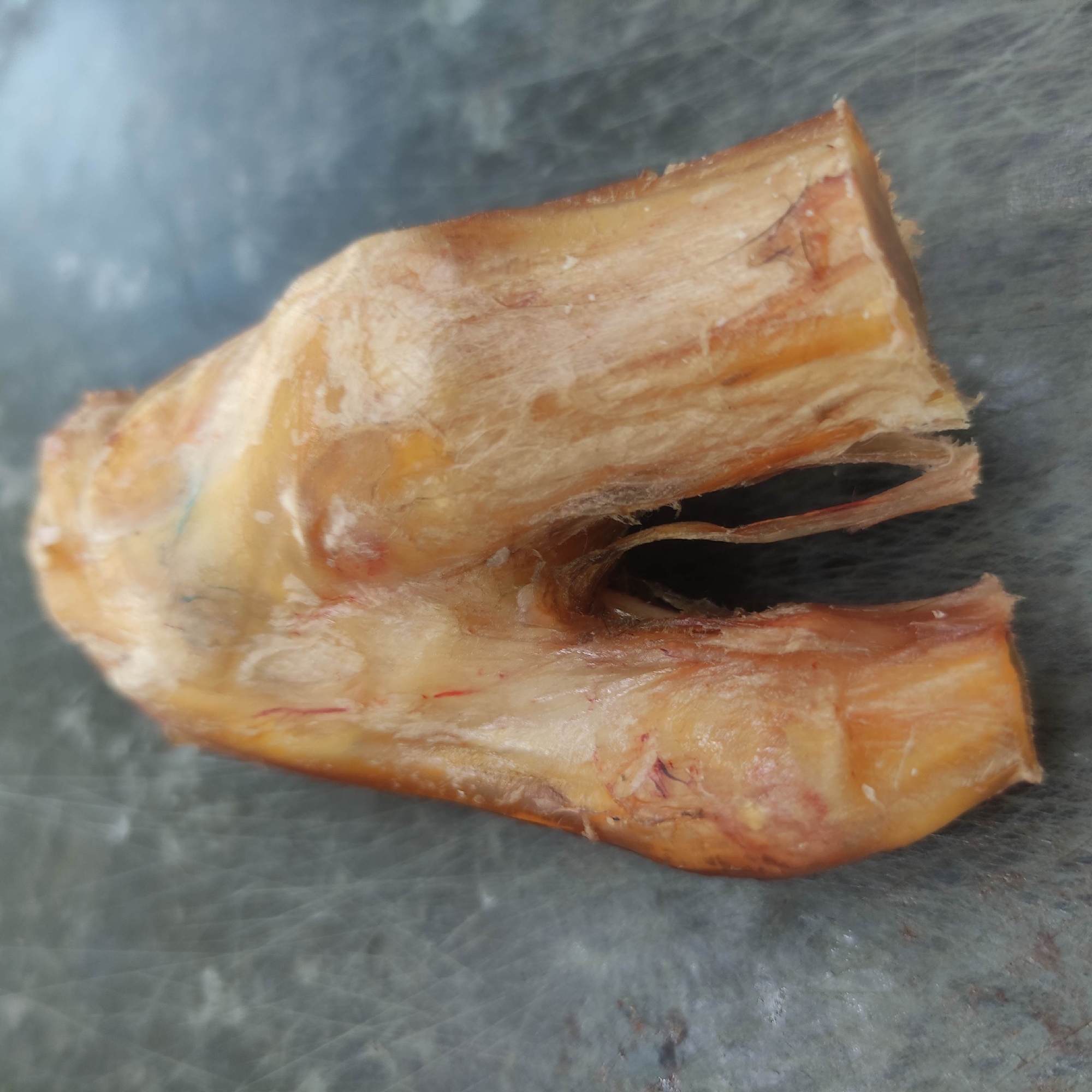 A close-up, shallow depth of field, high-angle shot shows a piece of cured bone, possibly from a large animal's leg. The bone is a light tan color with some reddish markings and fibrous tissue visible on its surface. It appears to be a joint or segment of bone with a U-shaped opening where two parts of the bone meet. The bone is resting on a dark gray, textured surface that is mottled with lighter gray and white markings, possibly a countertop or table. There are no people or actions depicted in the image. The scene is static and clinical, focusing solely on the object. No specific location in Razzakov, Kyrgyzstan can be determined from the image.