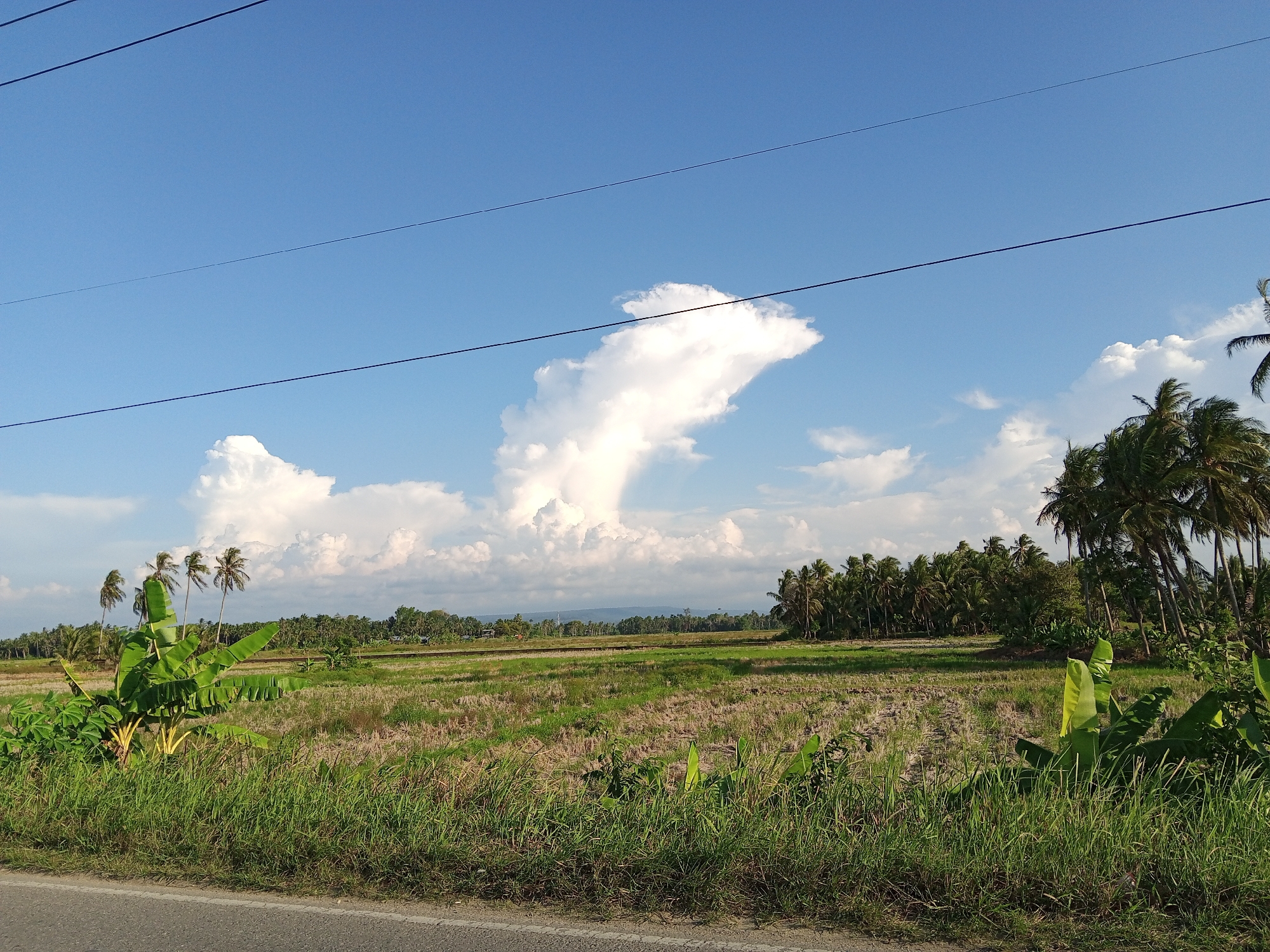 The image depicts a rural landscape in Payarabo Timu, Indonesia, under a bright blue sky with scattered white clouds. The foreground features a paved road on the left, bordered by lush green grass. Beyond the grass, a field of stubble, likely a harvested rice paddy, stretches across the mid-ground. Several banana plants with large green leaves are prominent on the left side of the field, with a few tall palm trees scattered amongst them. In the distance, a dense line of coconut palm trees forms a treeline, separating the fields from more distant vegetation and a faint mountain range under the horizon. Overhead, three dark power lines traverse the sky from left to right. No people or animals are visible in the scene.